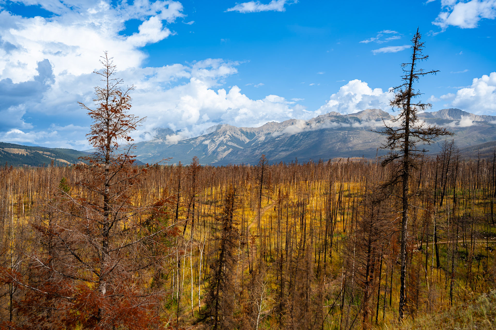 Jasper Alberta