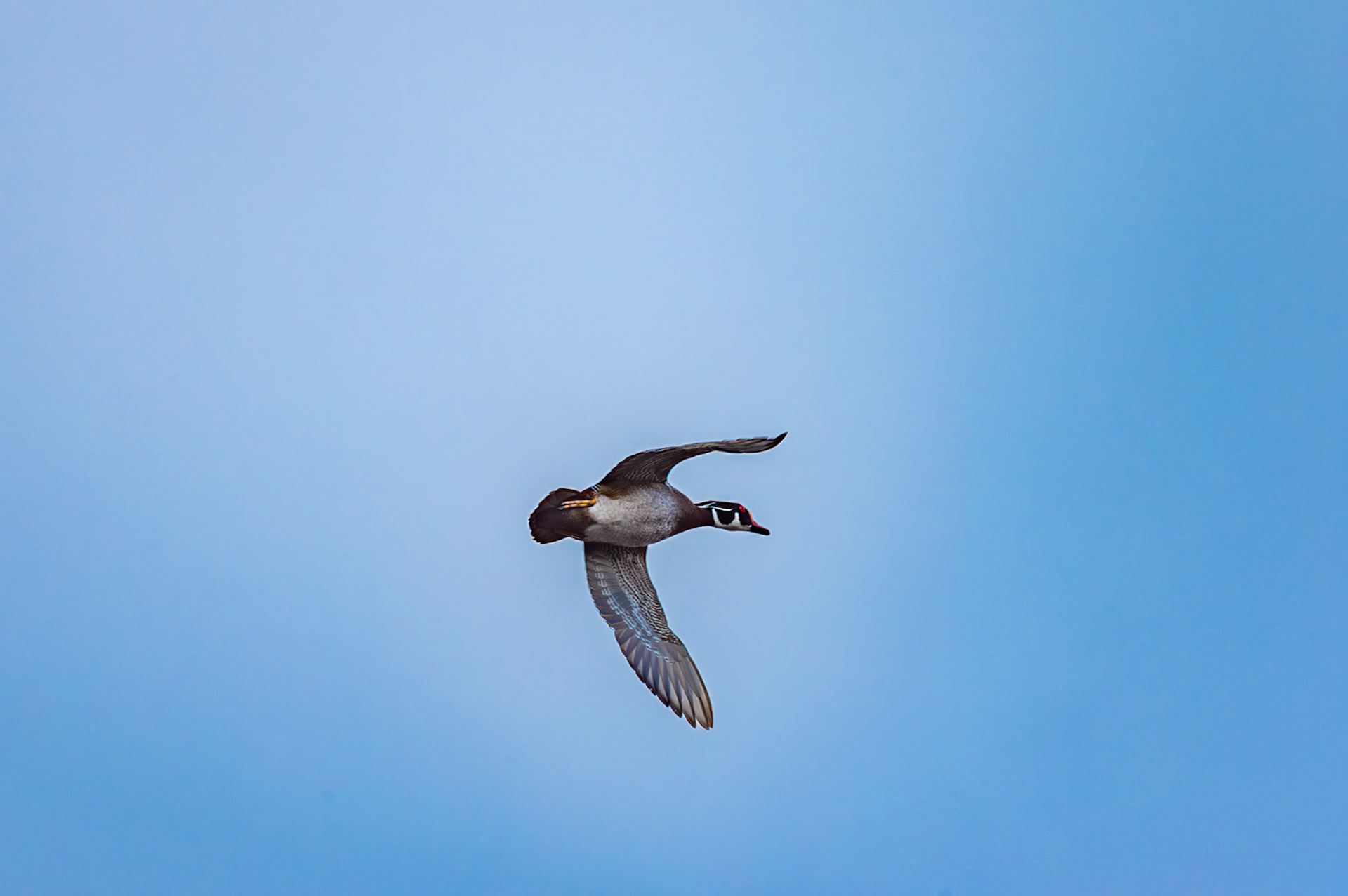 Woodducks in flight