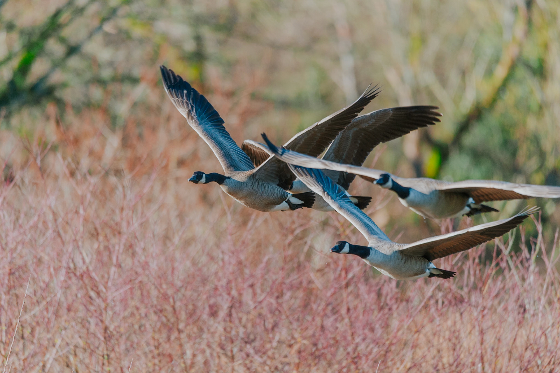 Canada Goose in flight