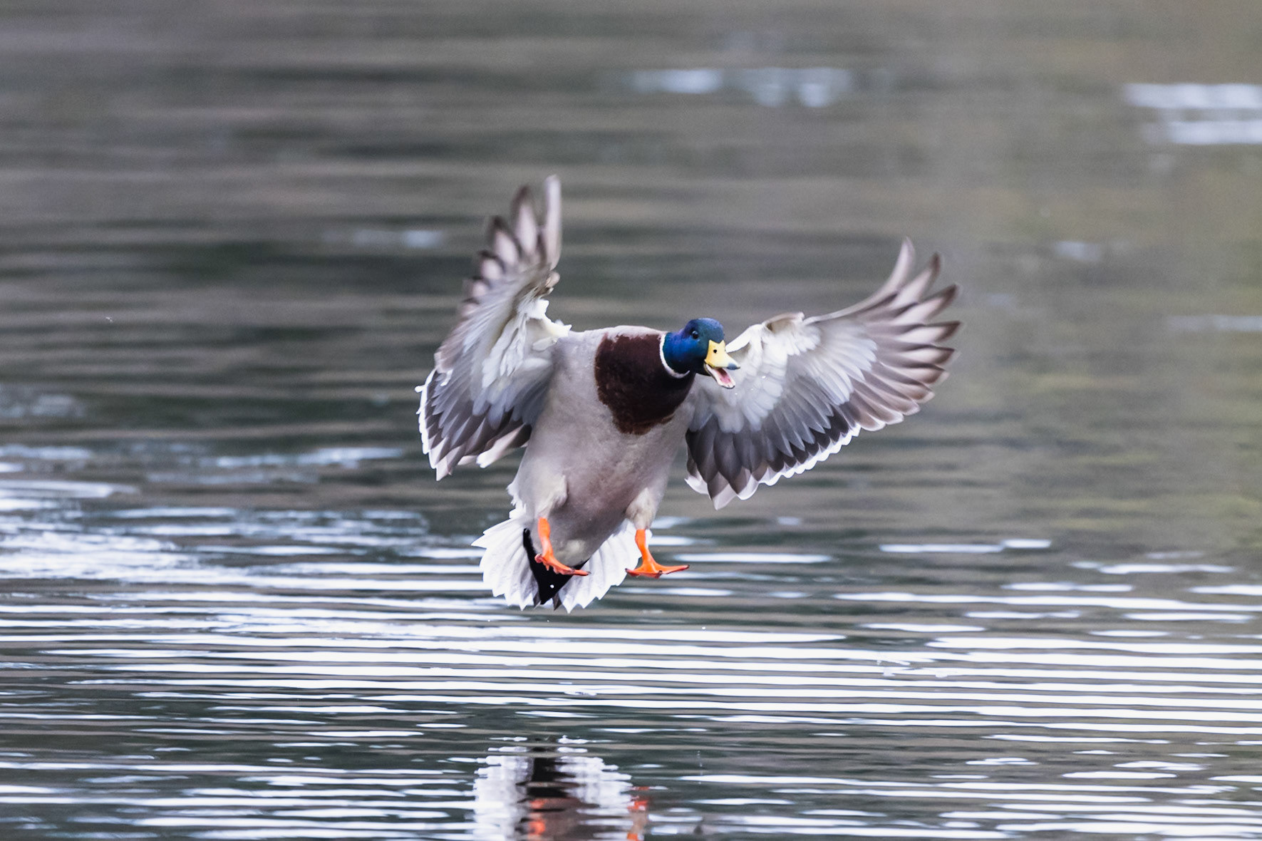 Mallard in flight