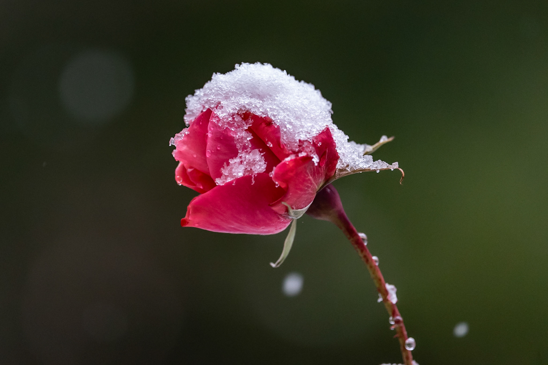 Red Rose in Snow