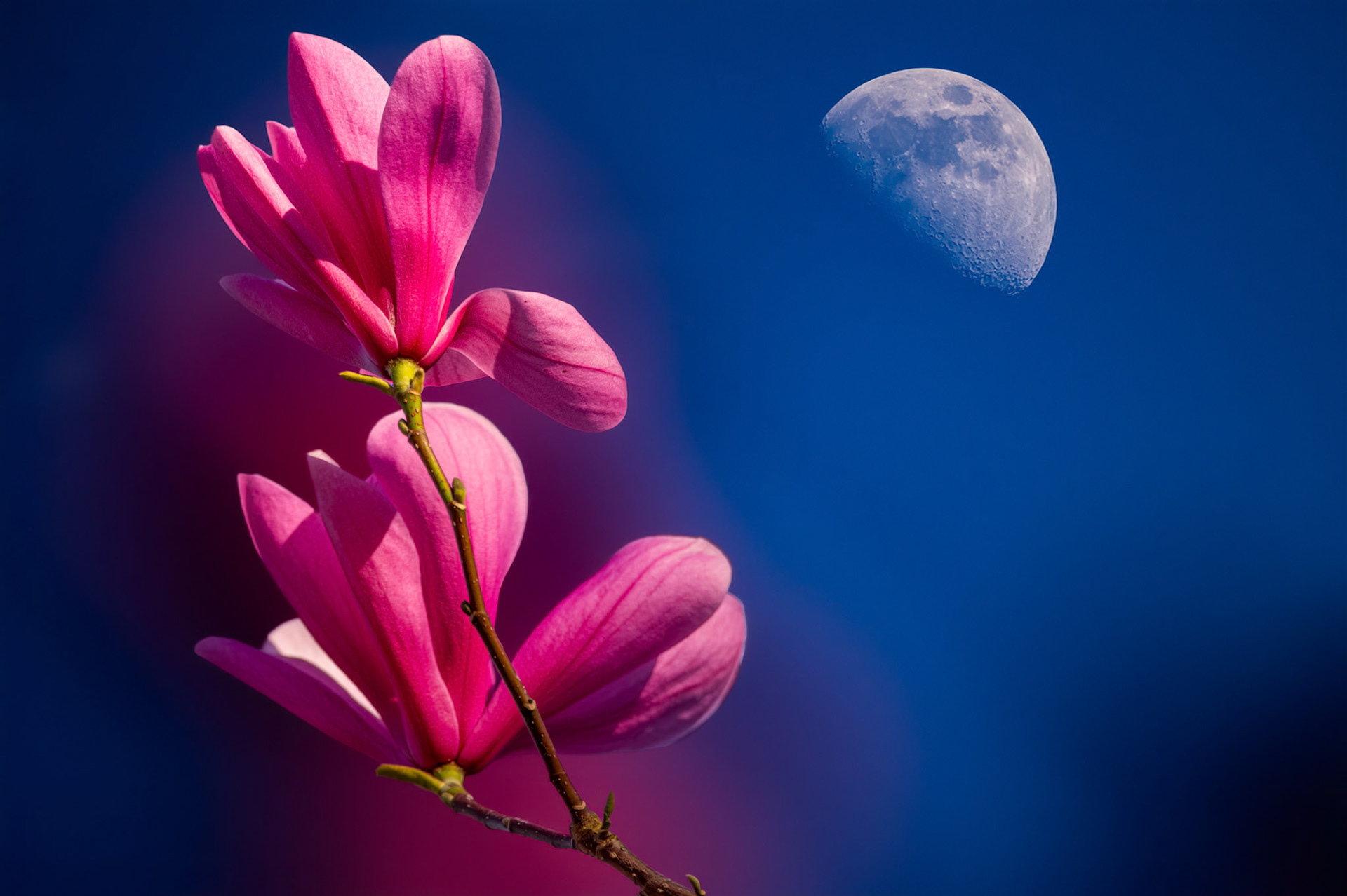 Magnolia
