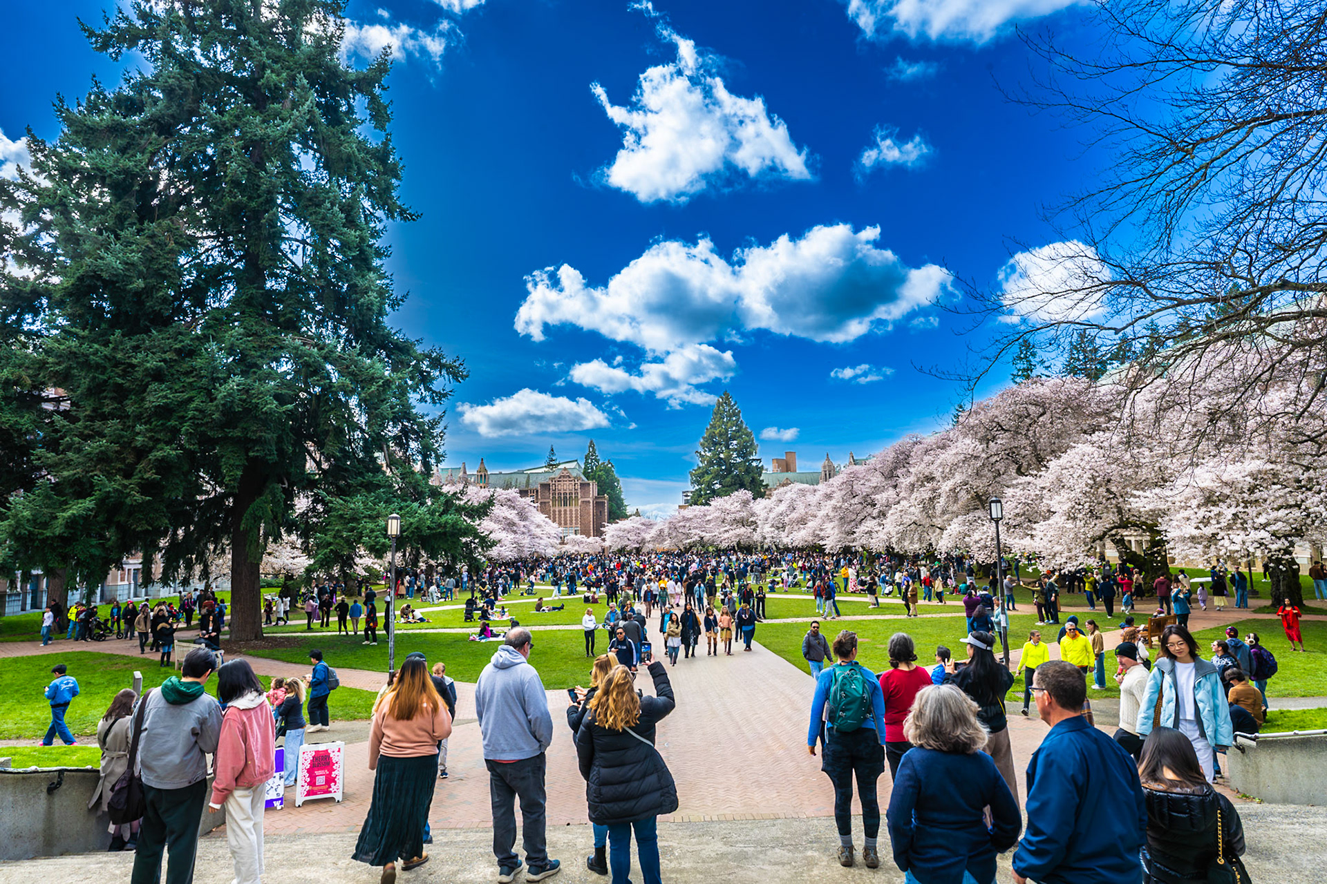 Cherry Blossom at University of Washington