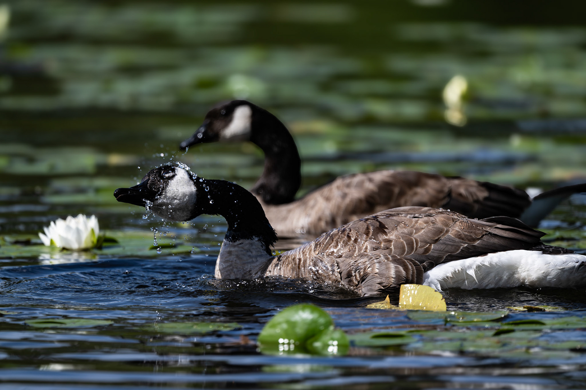 Canada Goose shaking off water