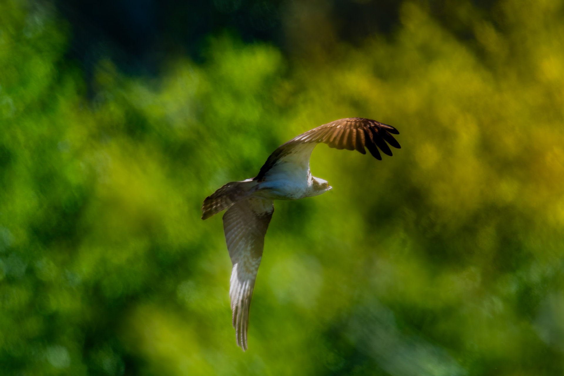 Osprey in flight