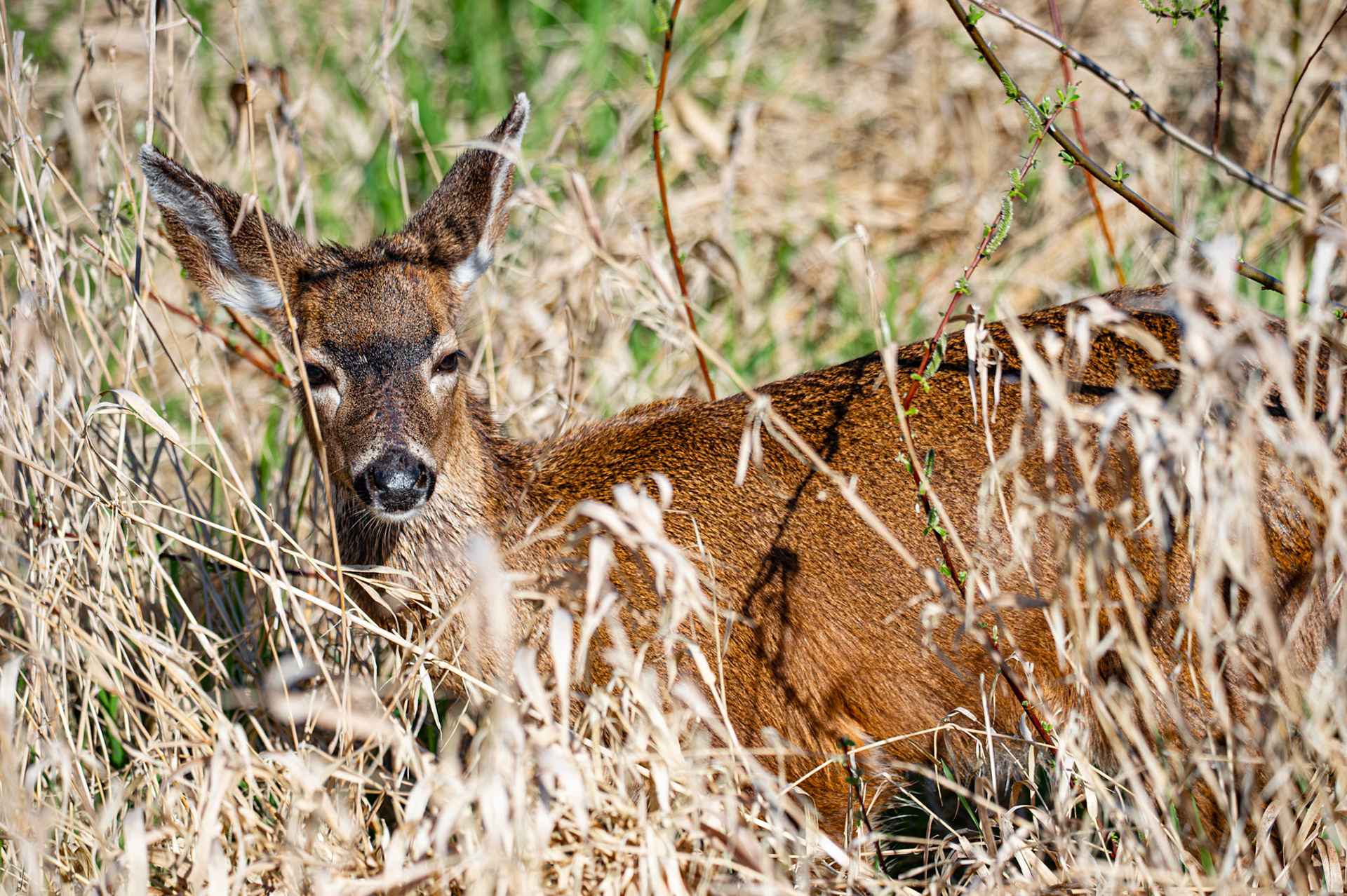 Deers