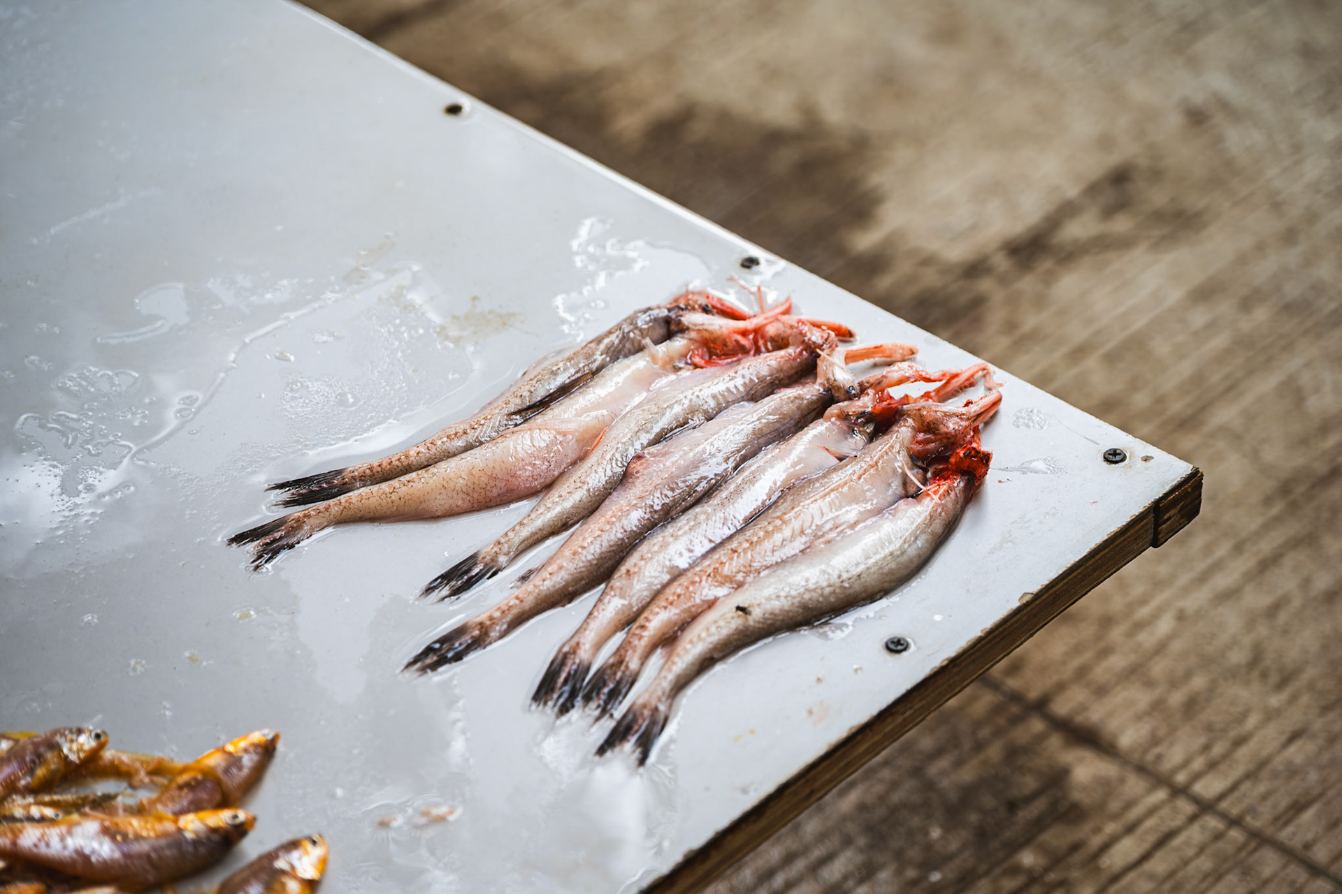 Bombil (Bombay duck)