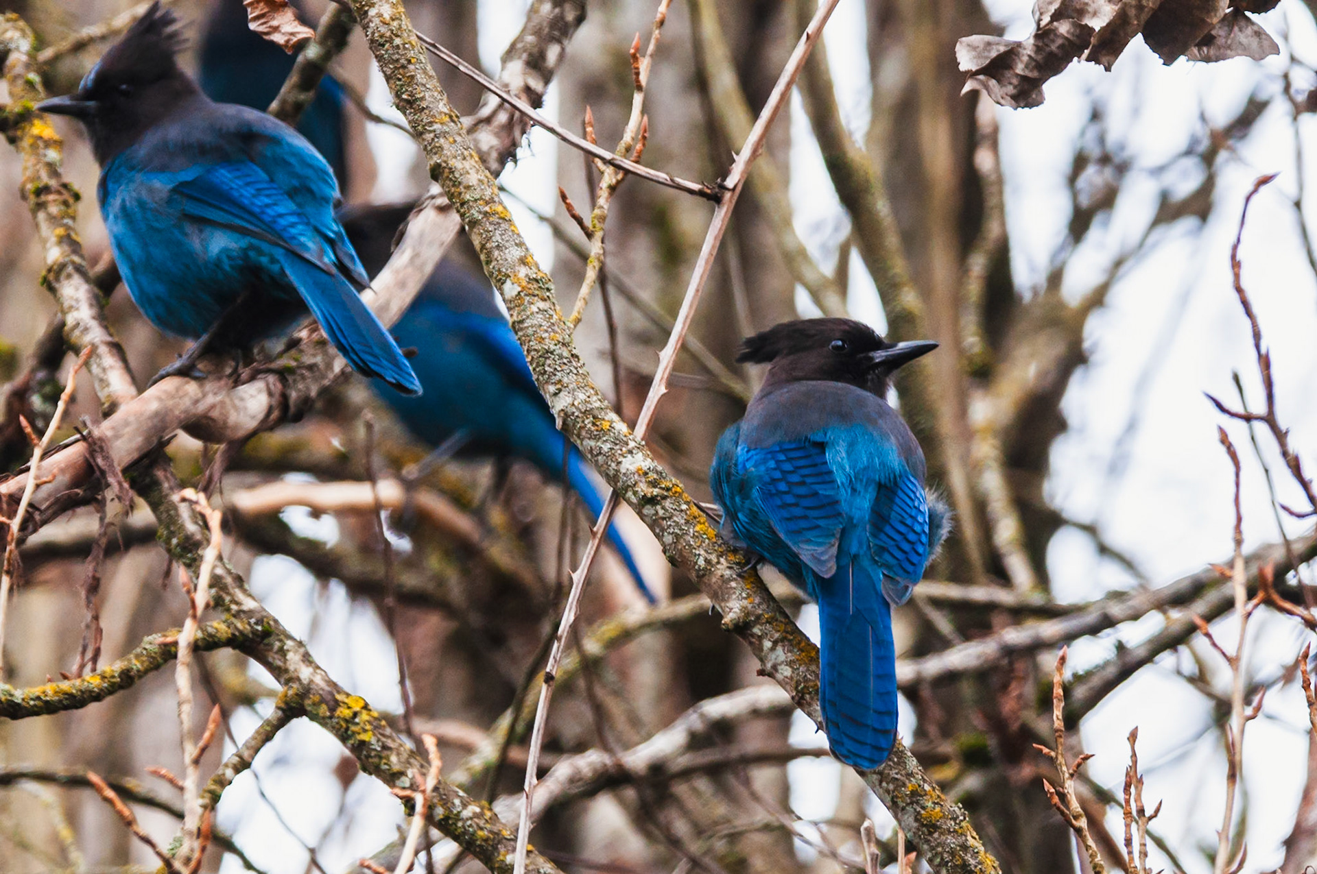 Steller's Jay