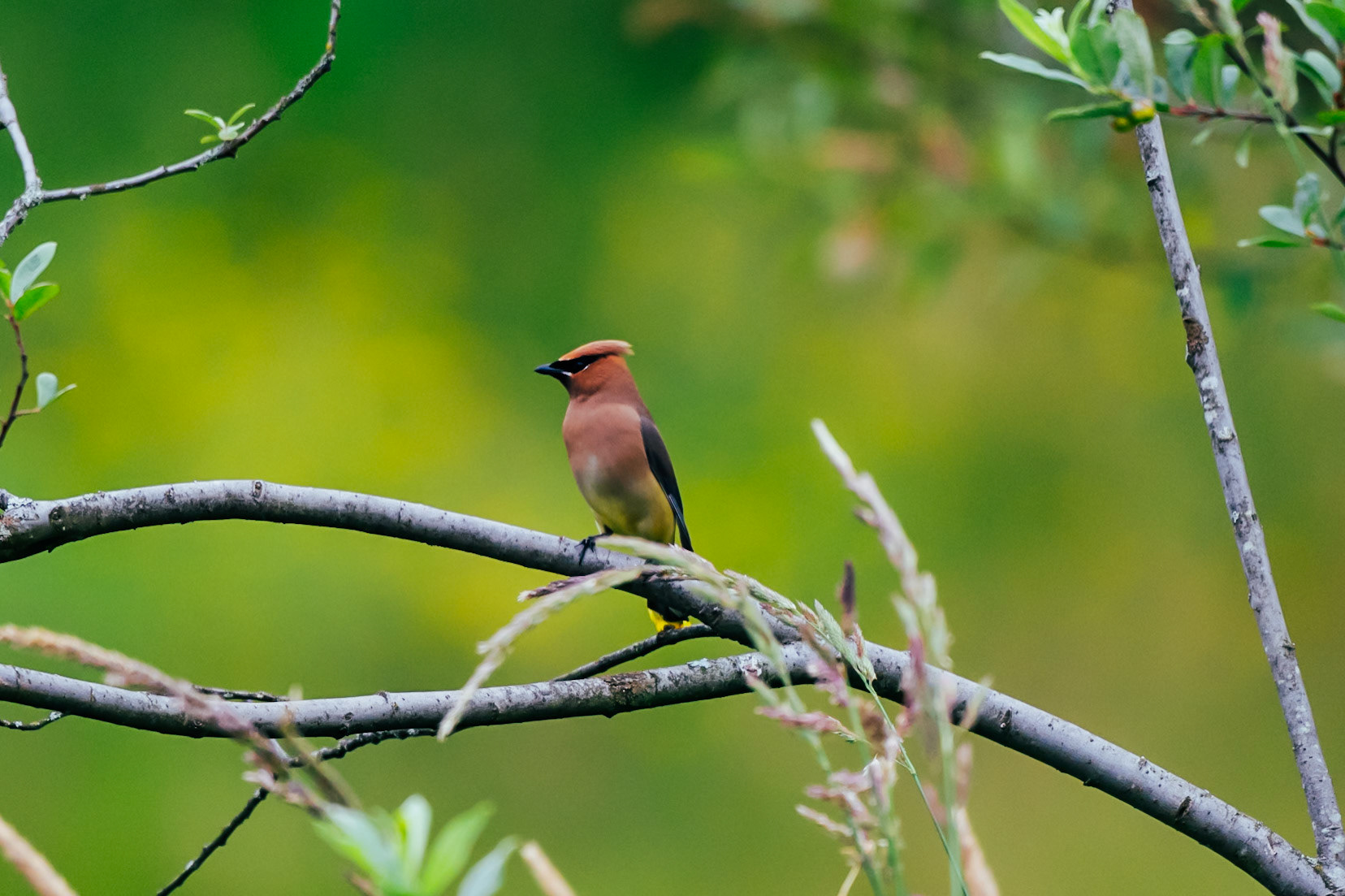 Cedar Waxwing