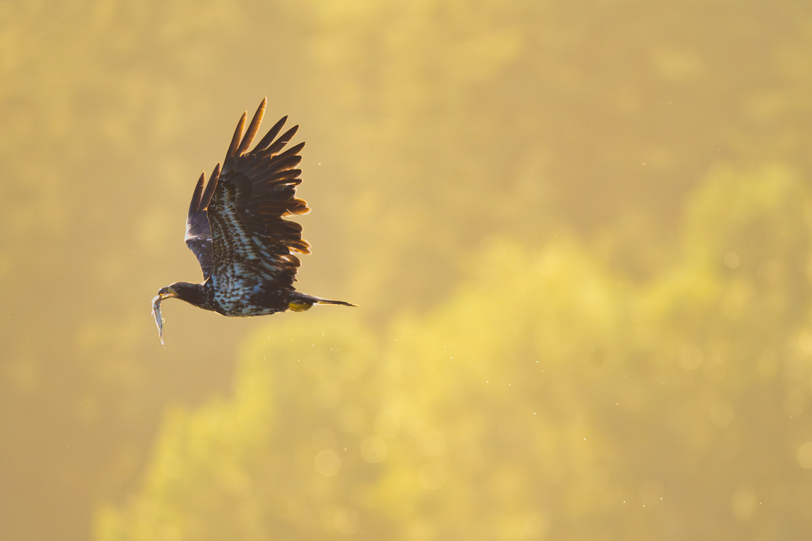 Bald Eagle with a fish