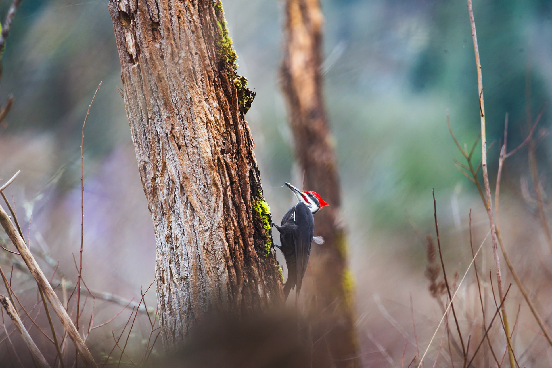 Pileated woodpecker
