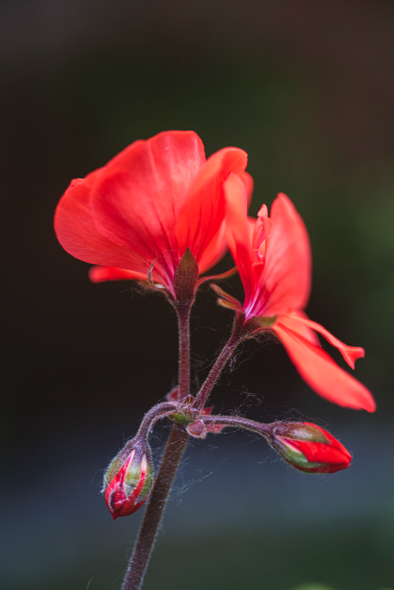 A Flower