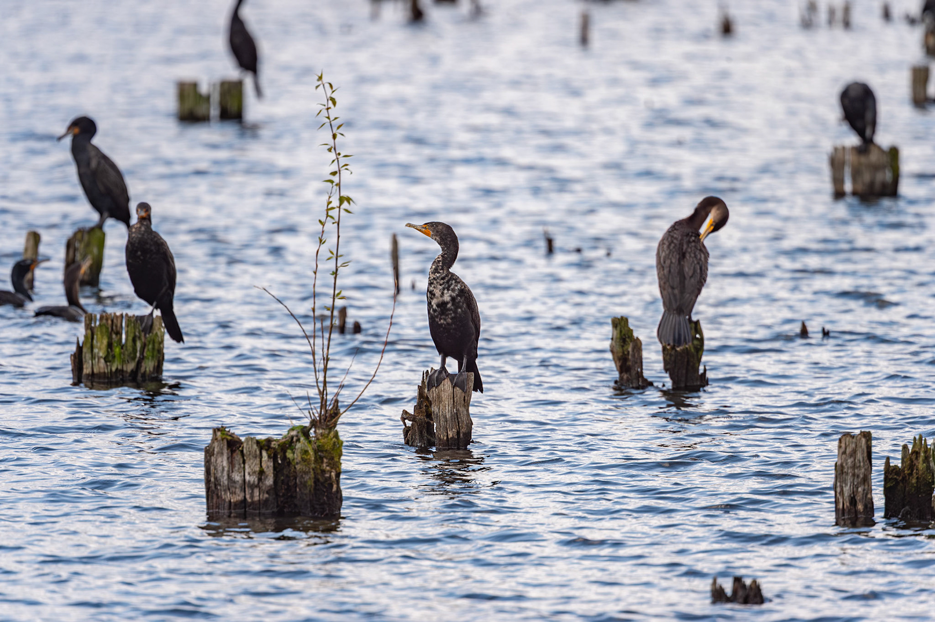 Double Crested Cormorant
