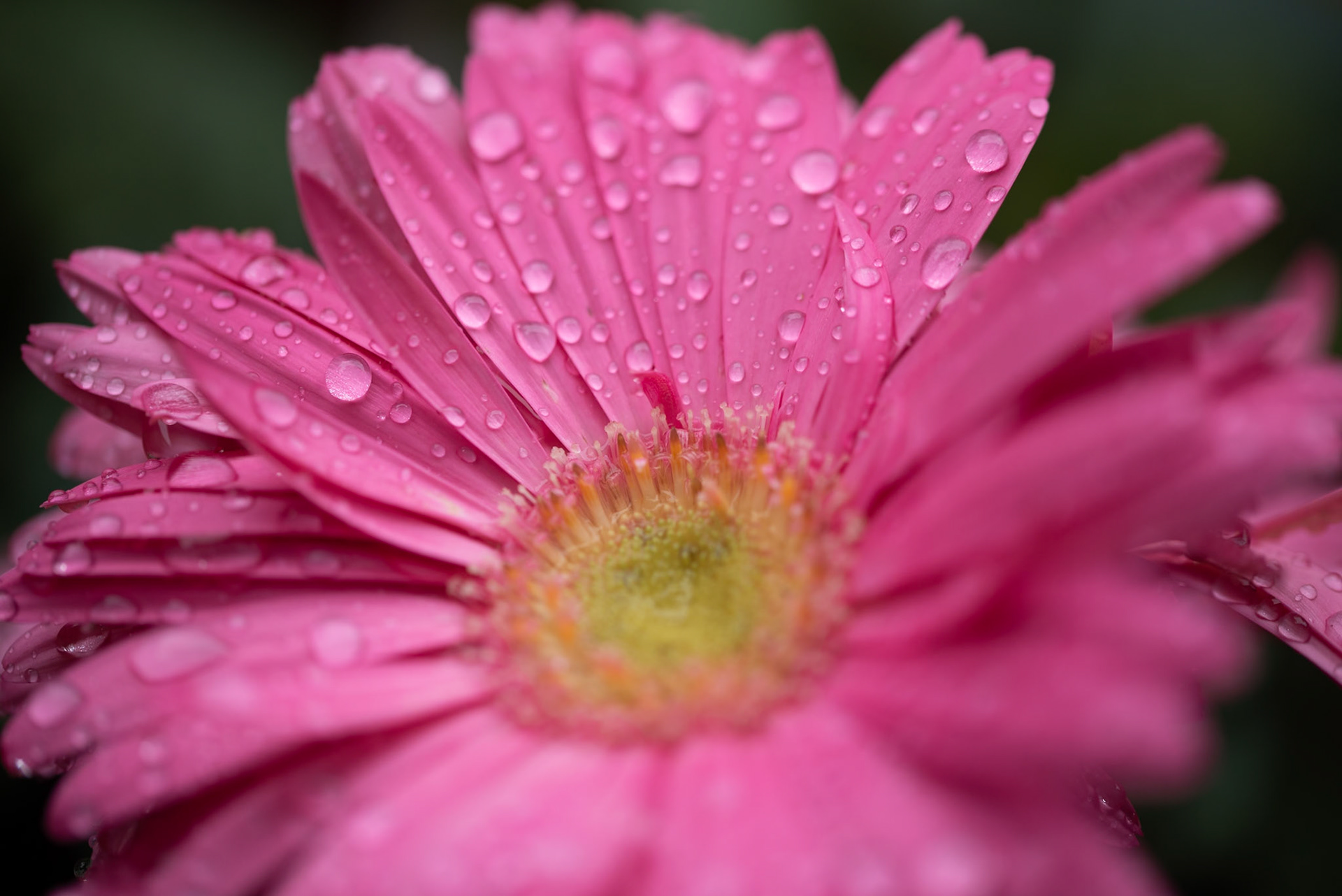 Gerbera Daisies