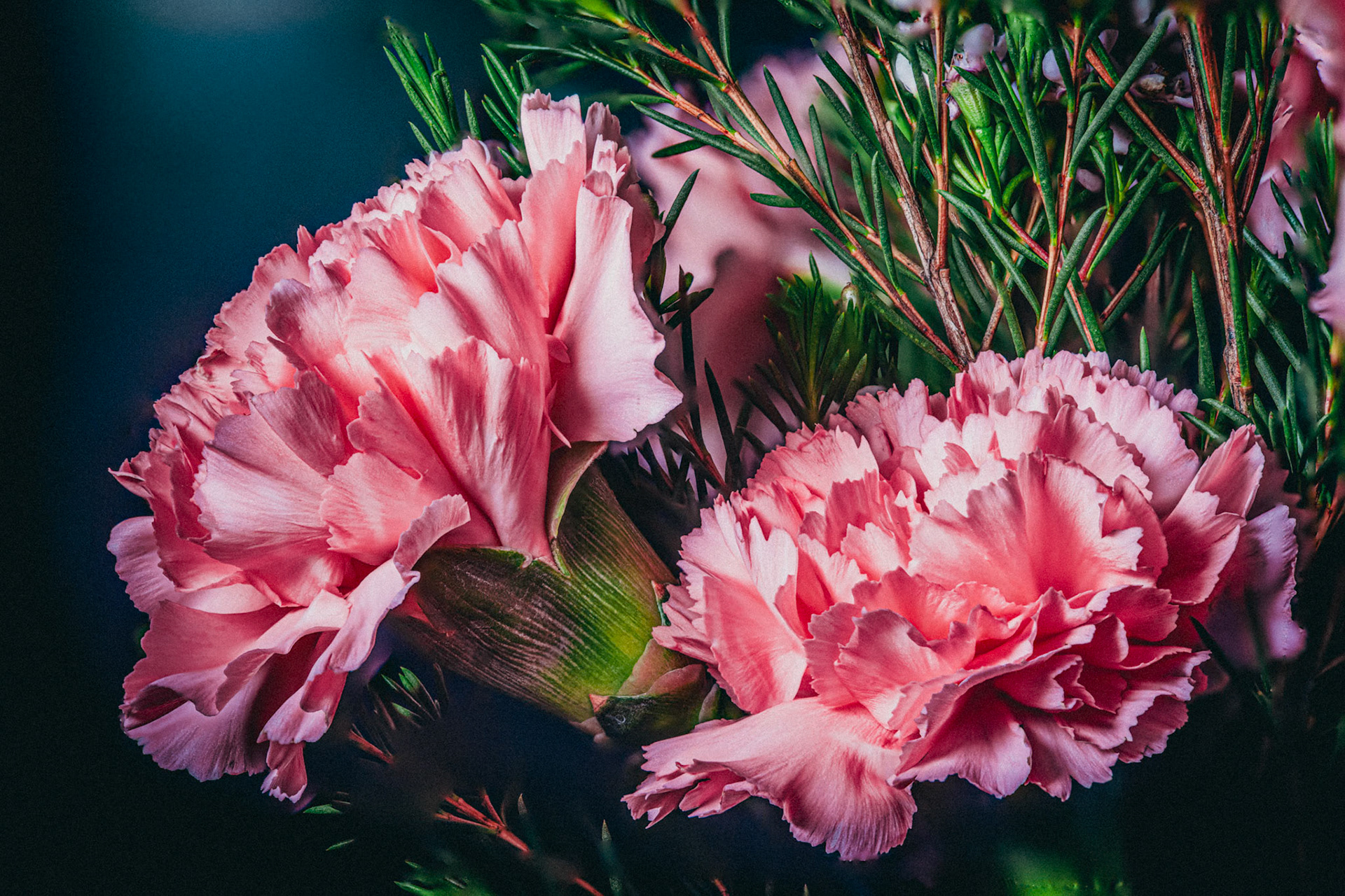 Carnations