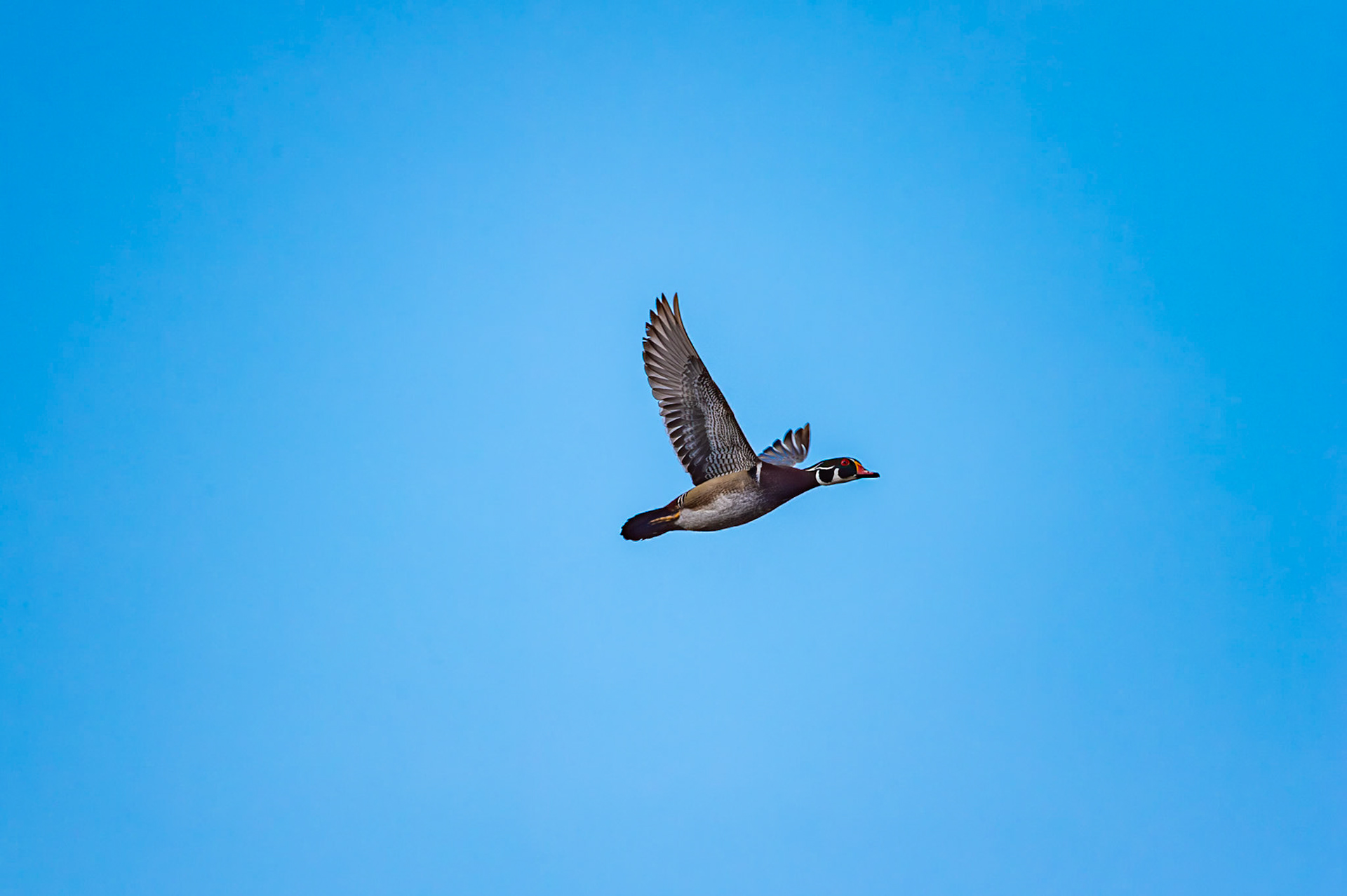 Woodducks in flight