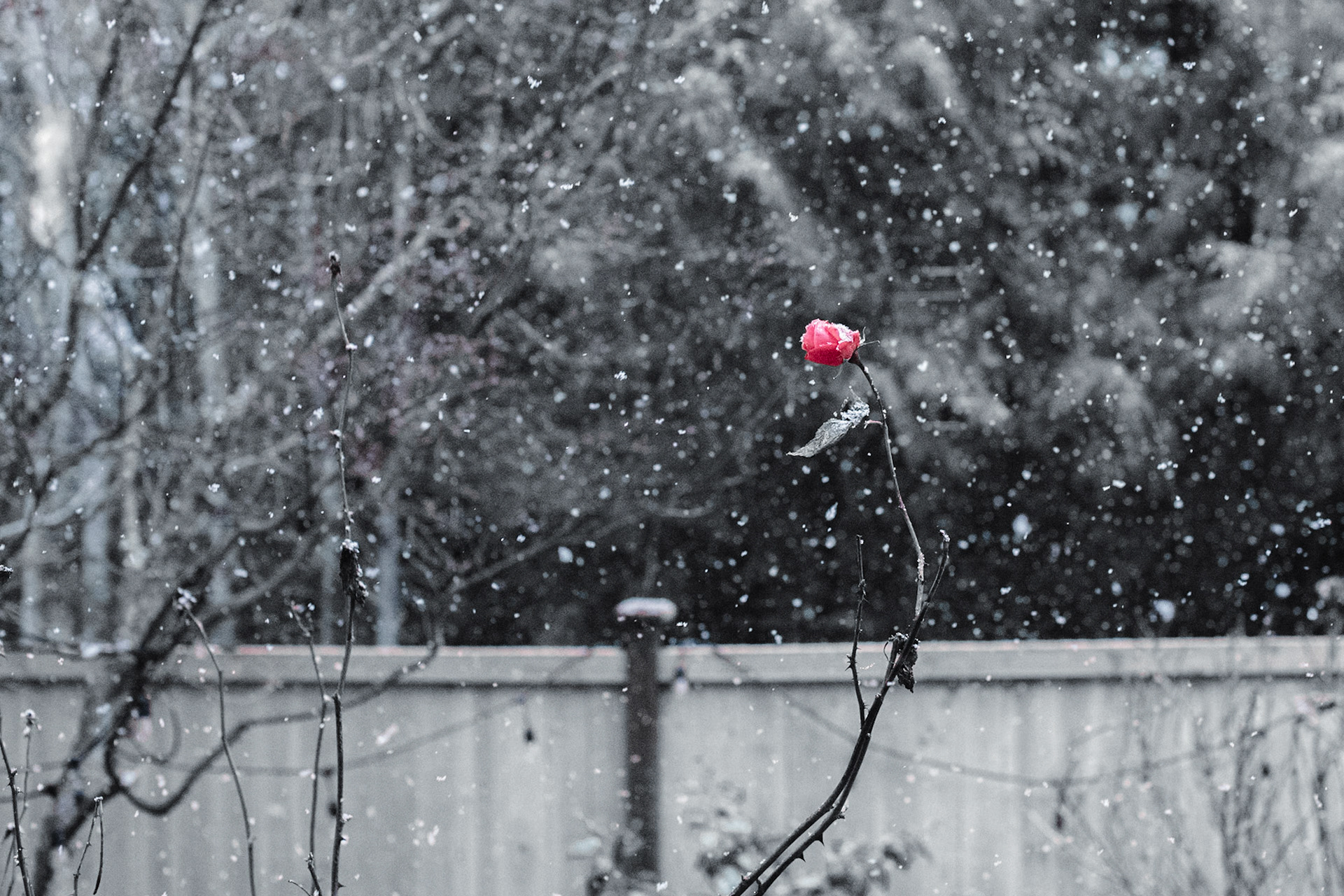 Rose in snow