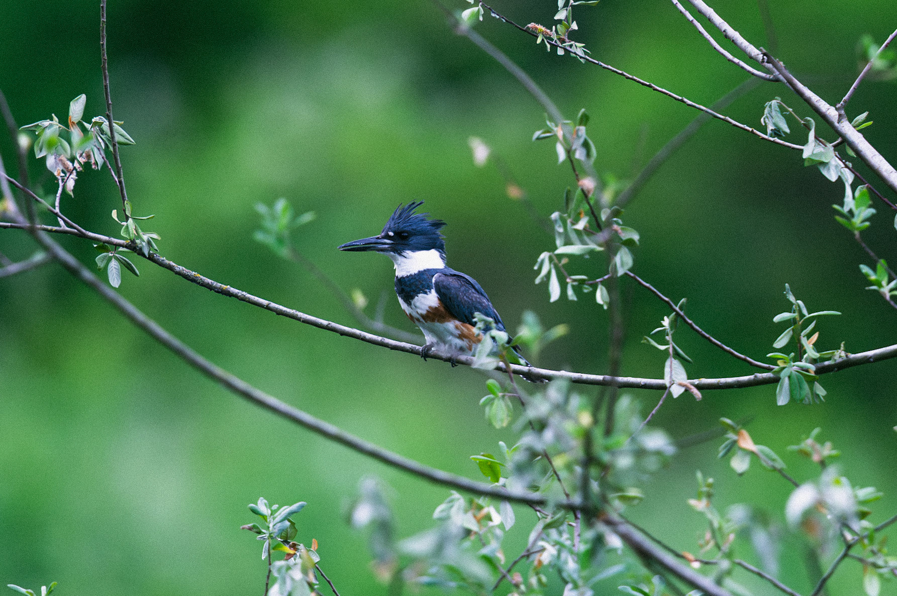 Belted Kingfisher