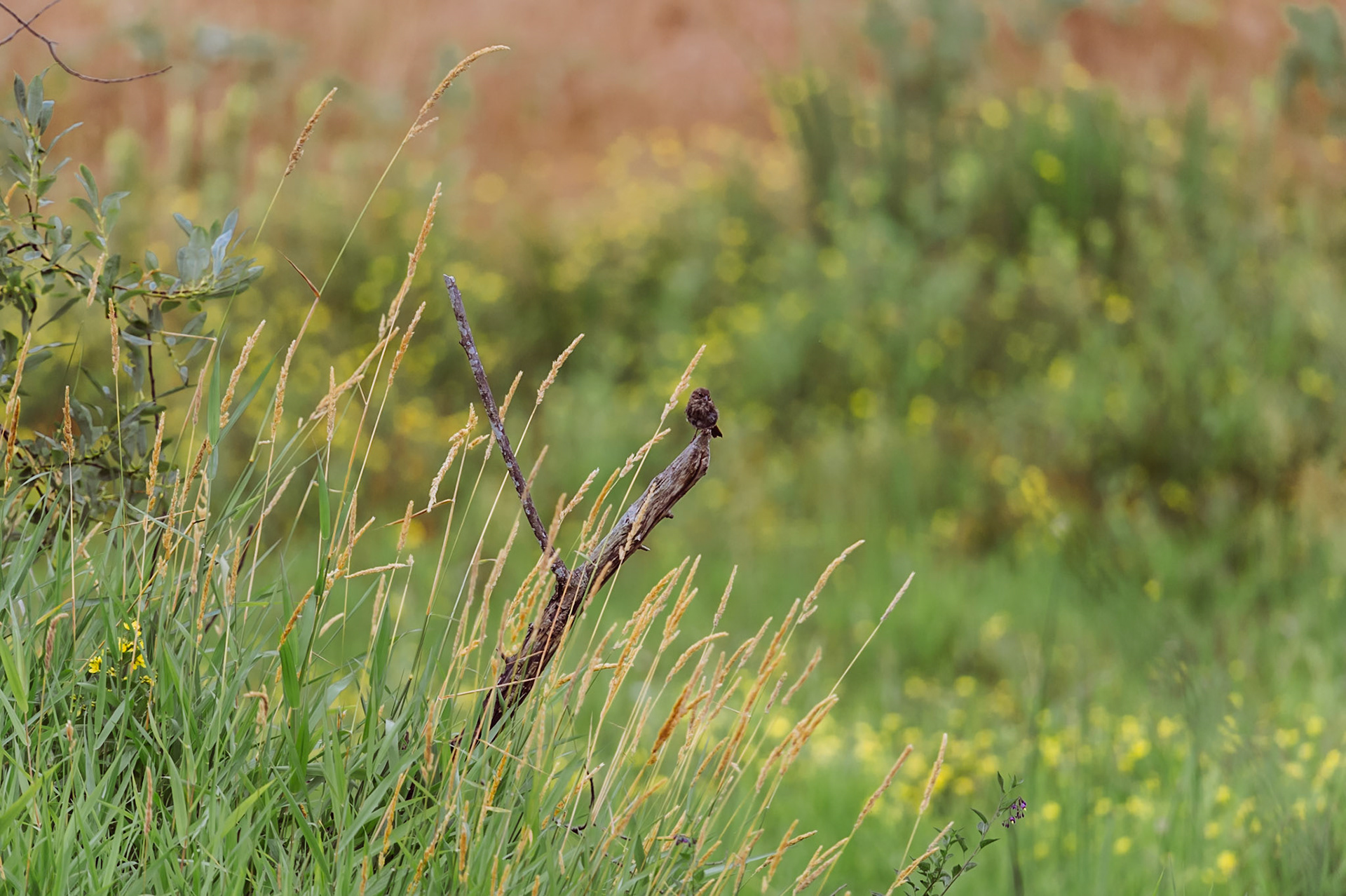 Red Winged Blackbird