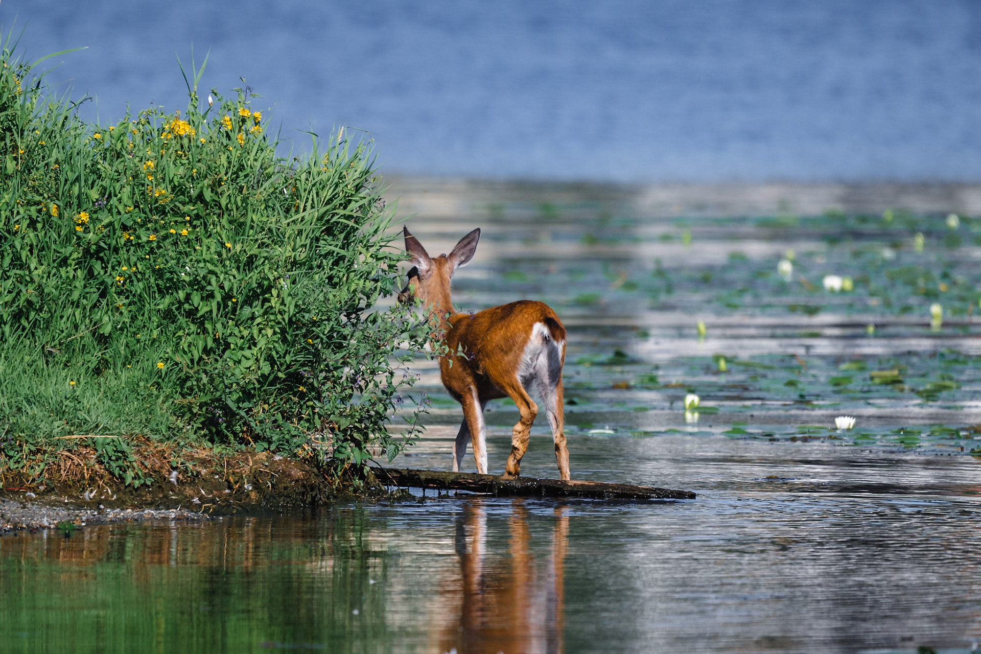 A Deer walking along Lake Washington