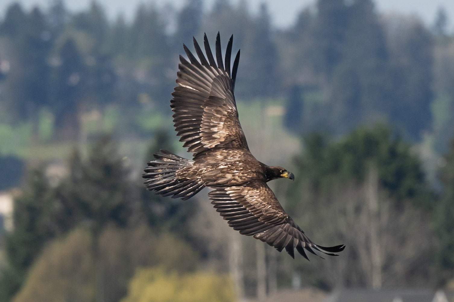 Juvenile Bald Eagle in flight