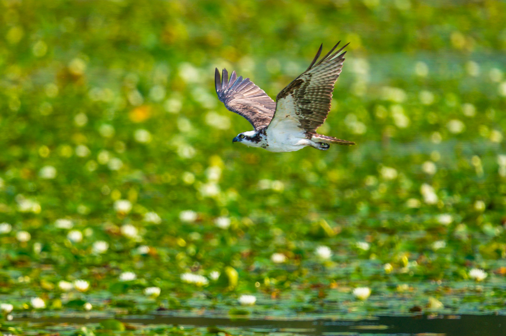 Osprey in flight