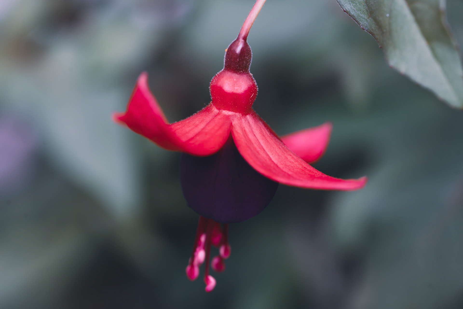 Fuchsia