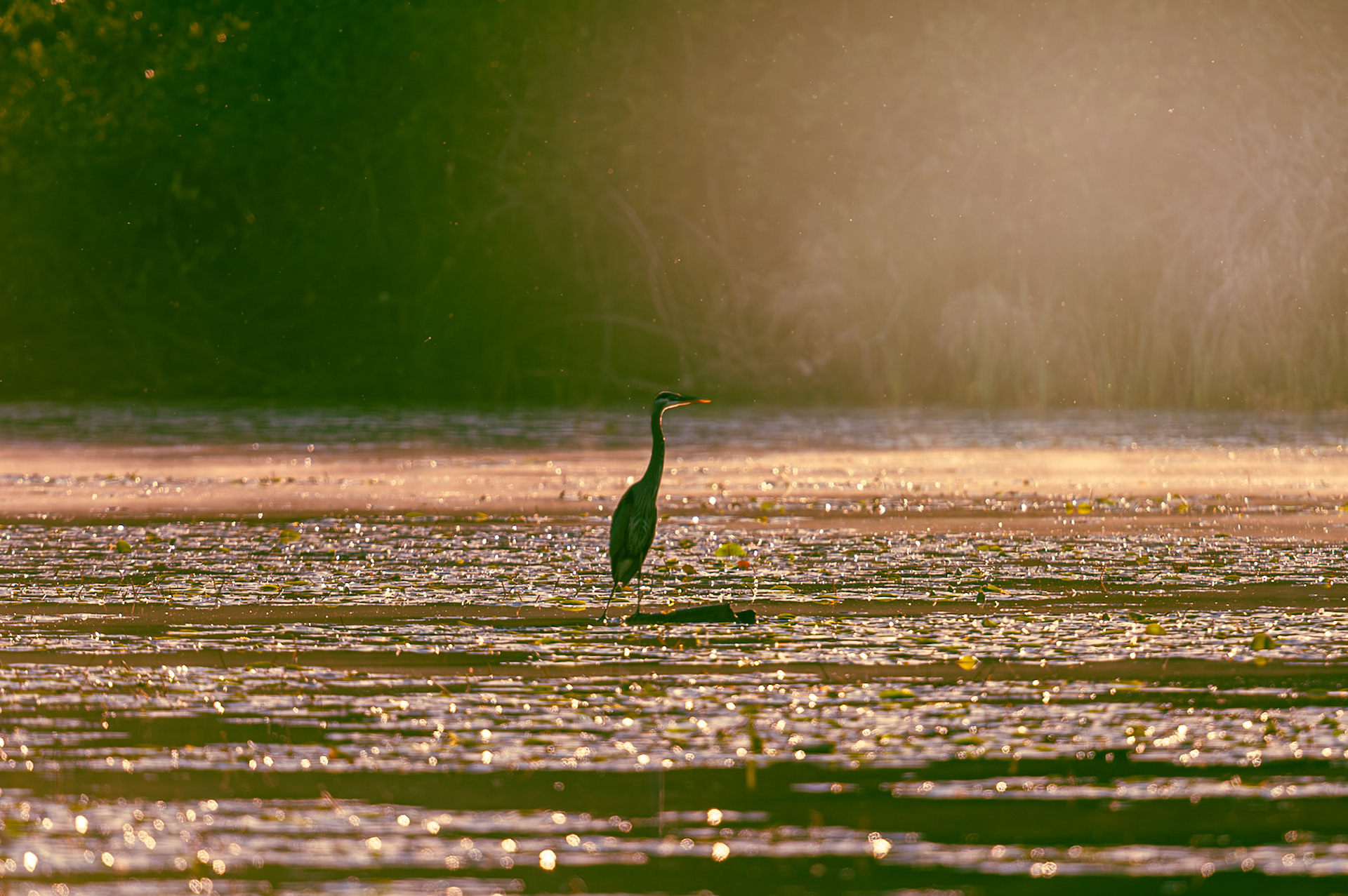 Heron