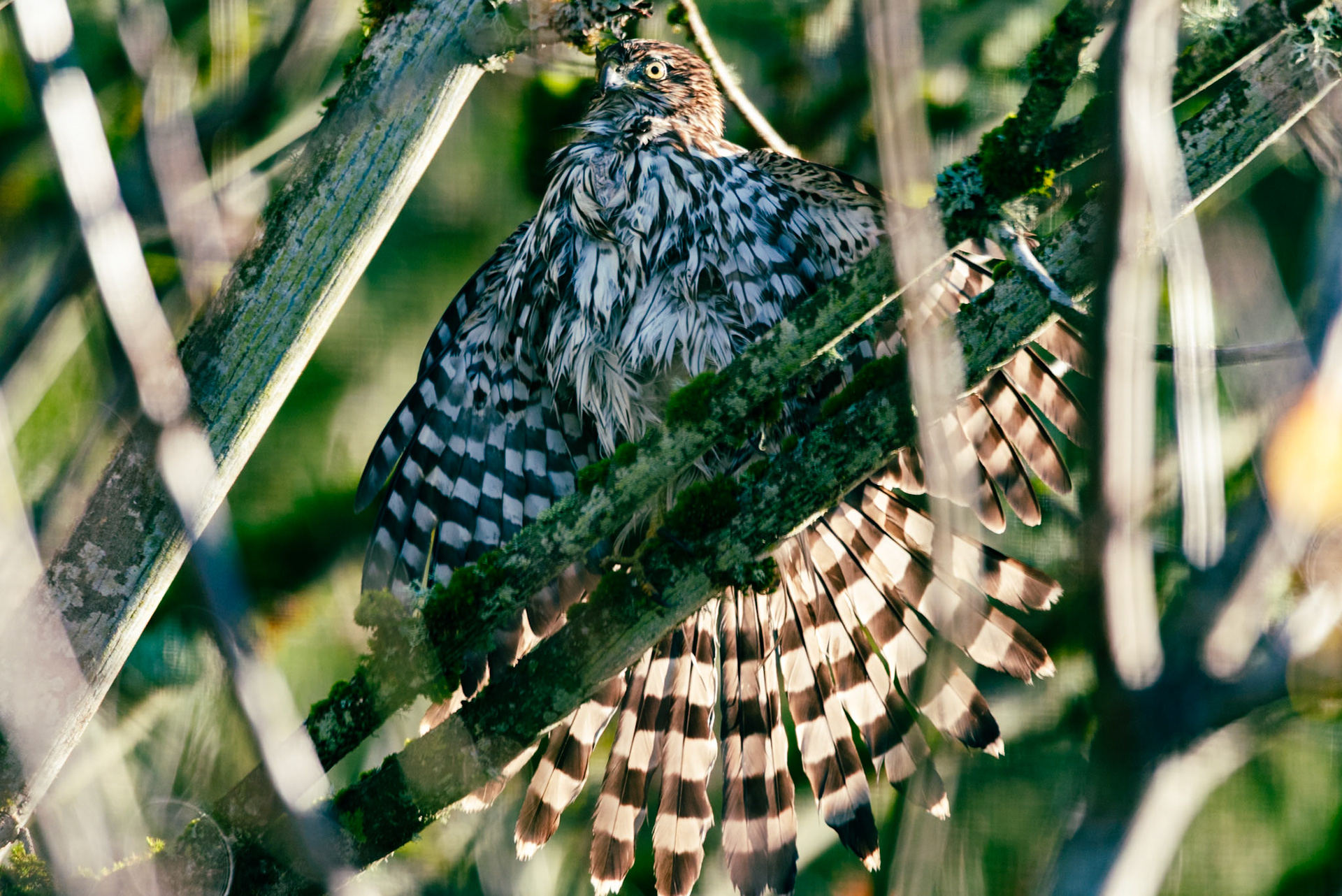 Cooper's hawk