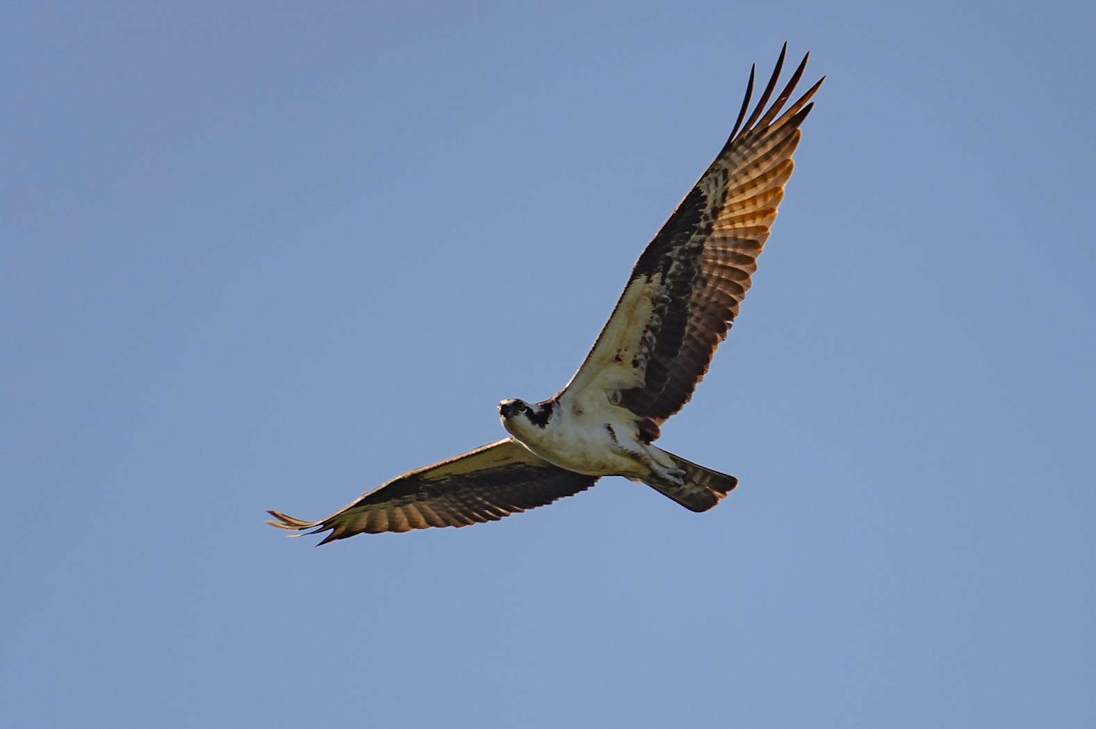 Osprey