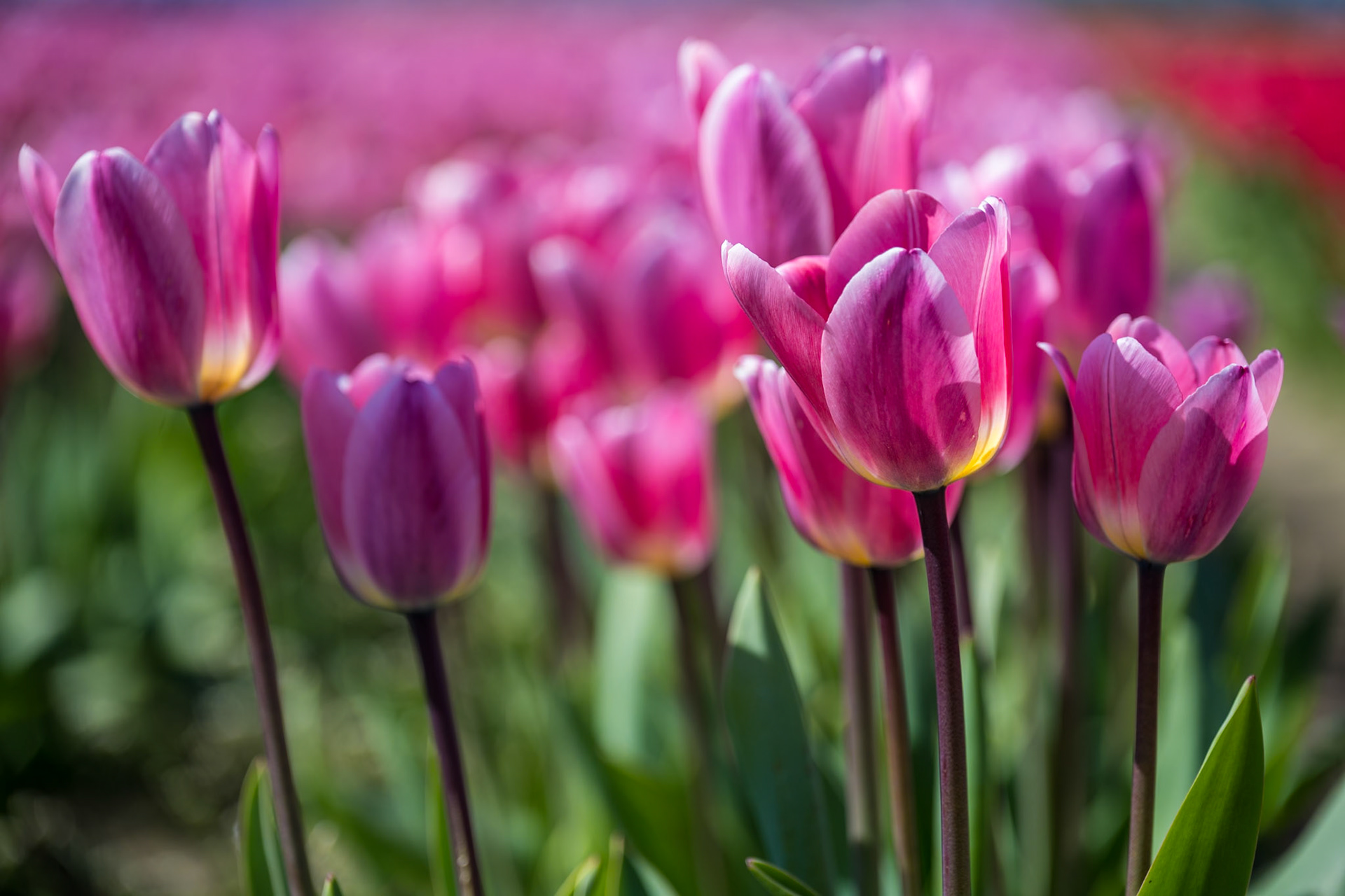 Tulips