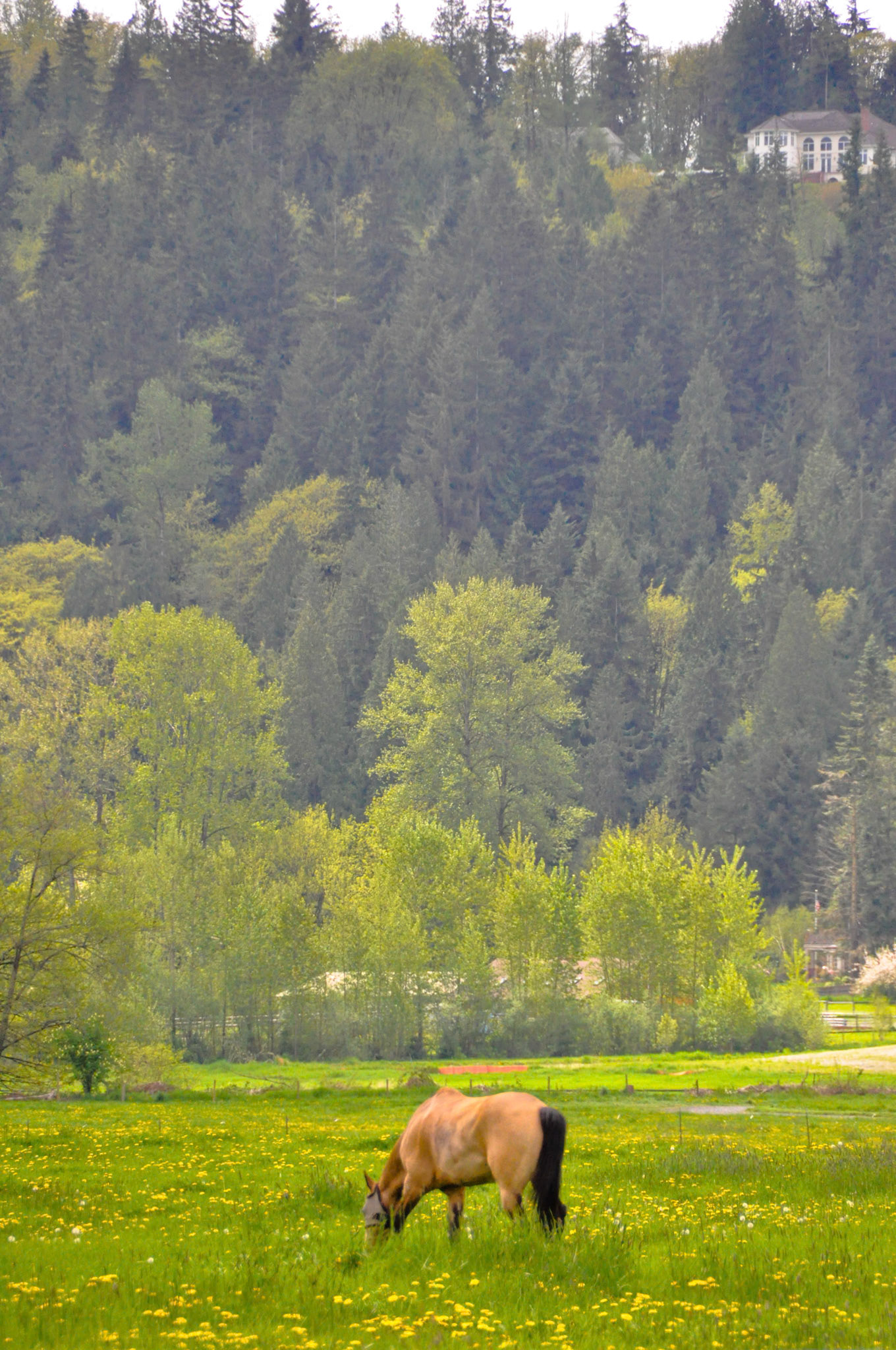 Horse in Carnation