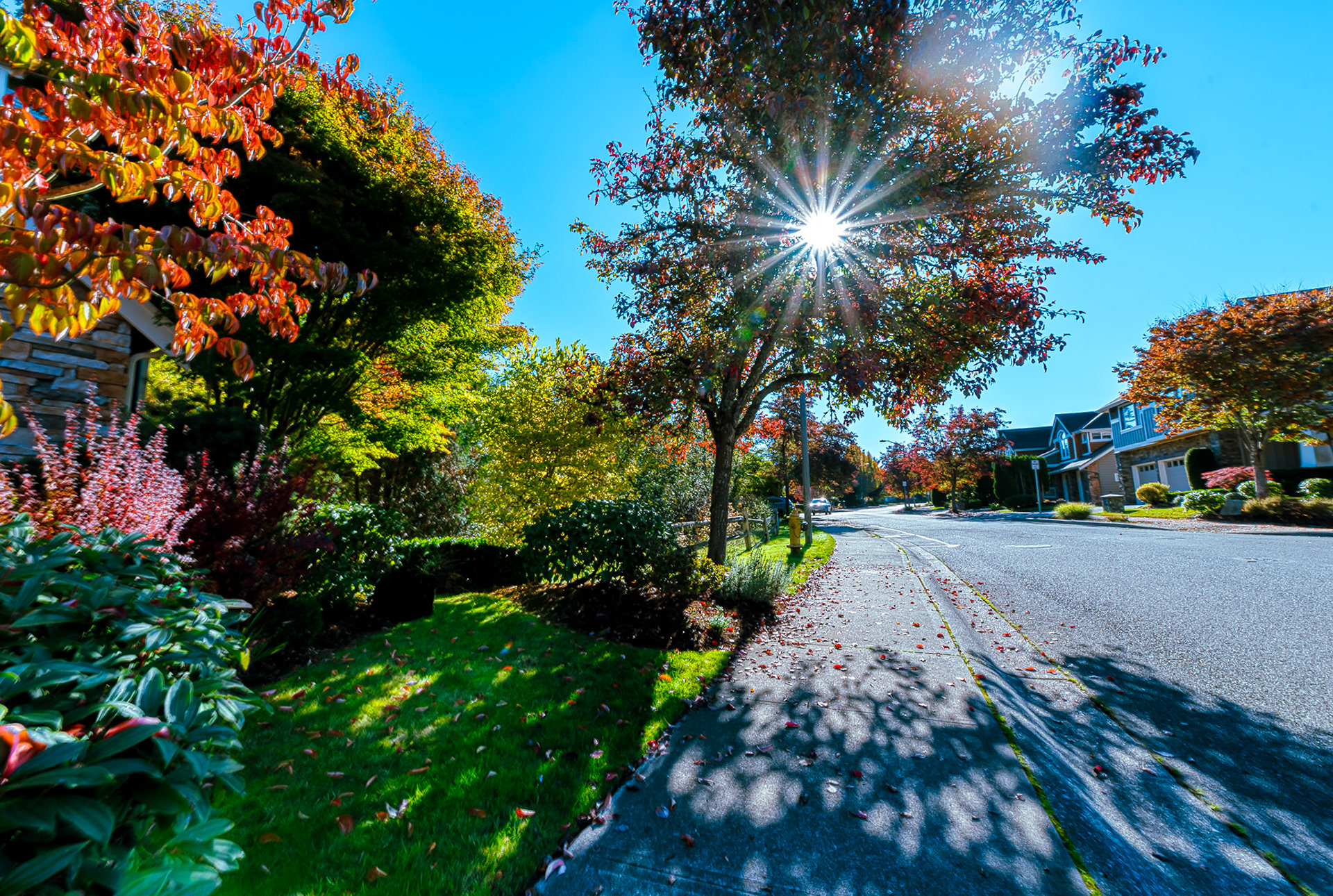 Fall in Redmond