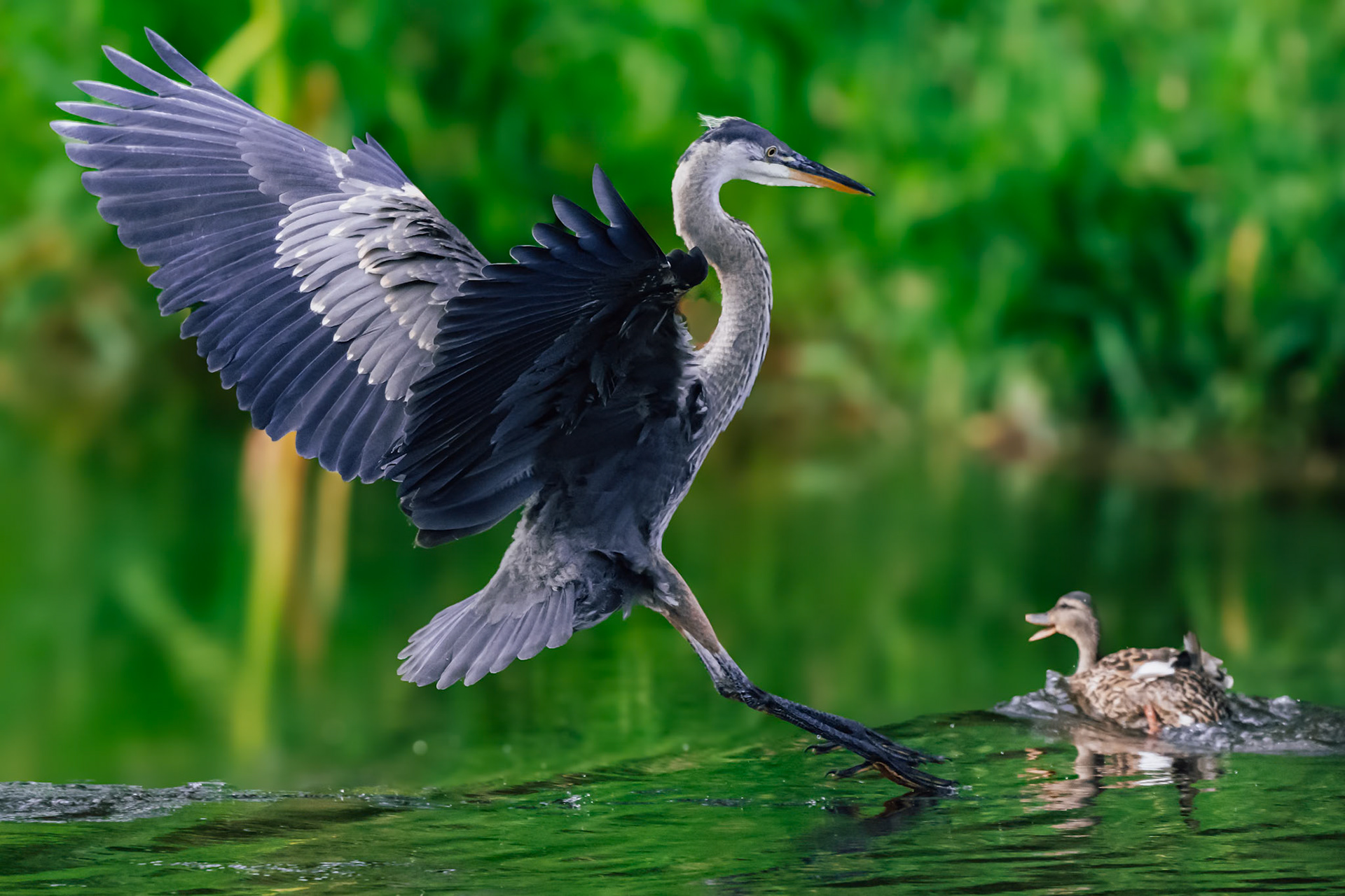 Heron landing on ducks