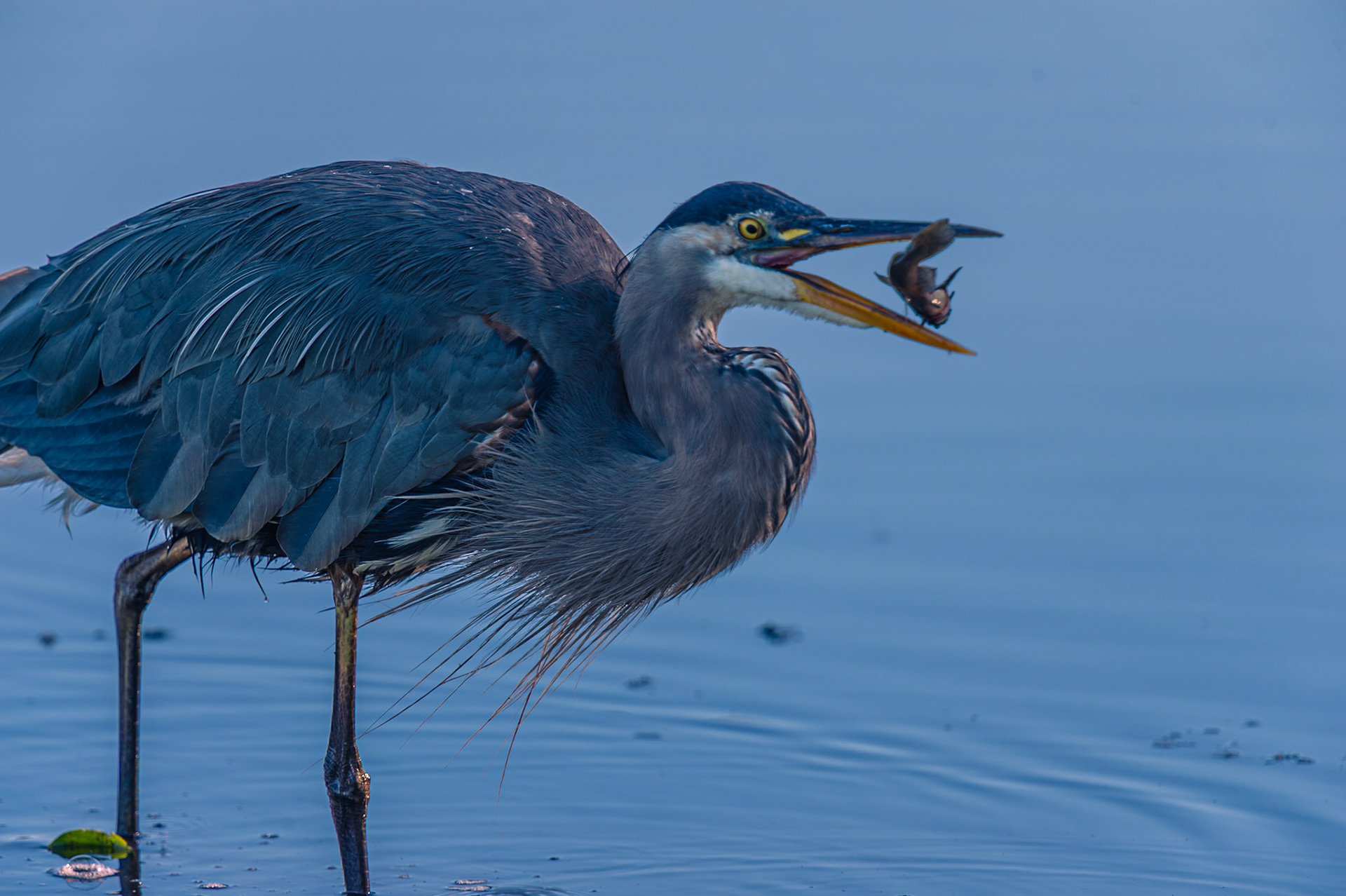 Blue Heron