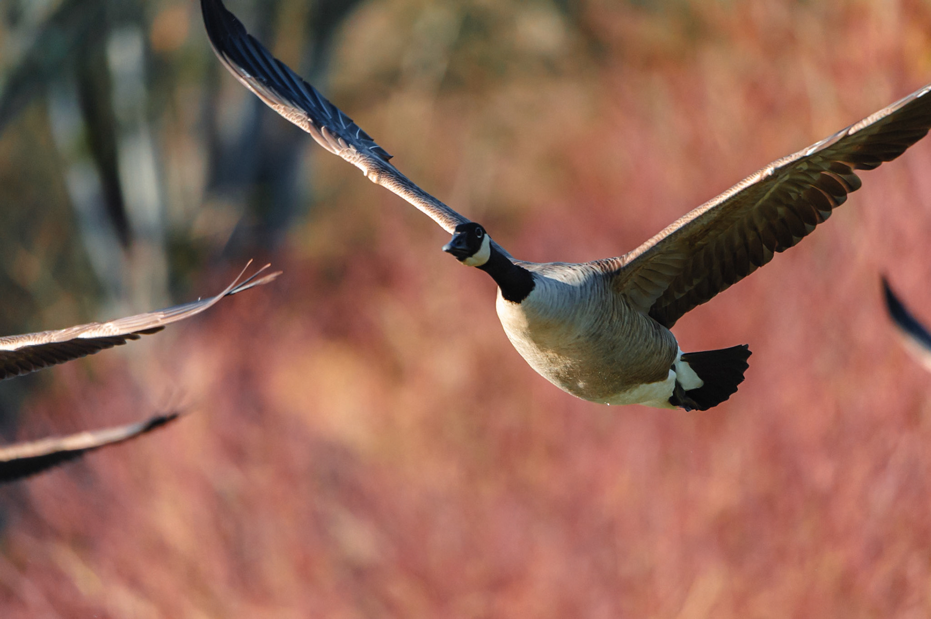Canada Goose in flight