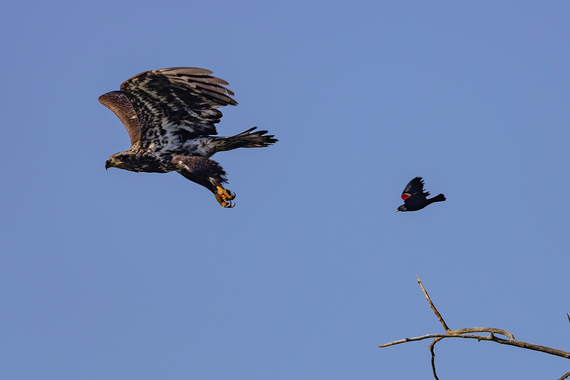 Red Winged Blackbird chasing a bald eagle