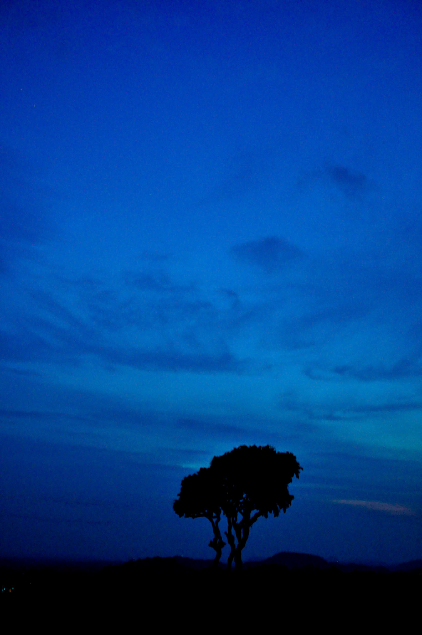 Tree at Hampi