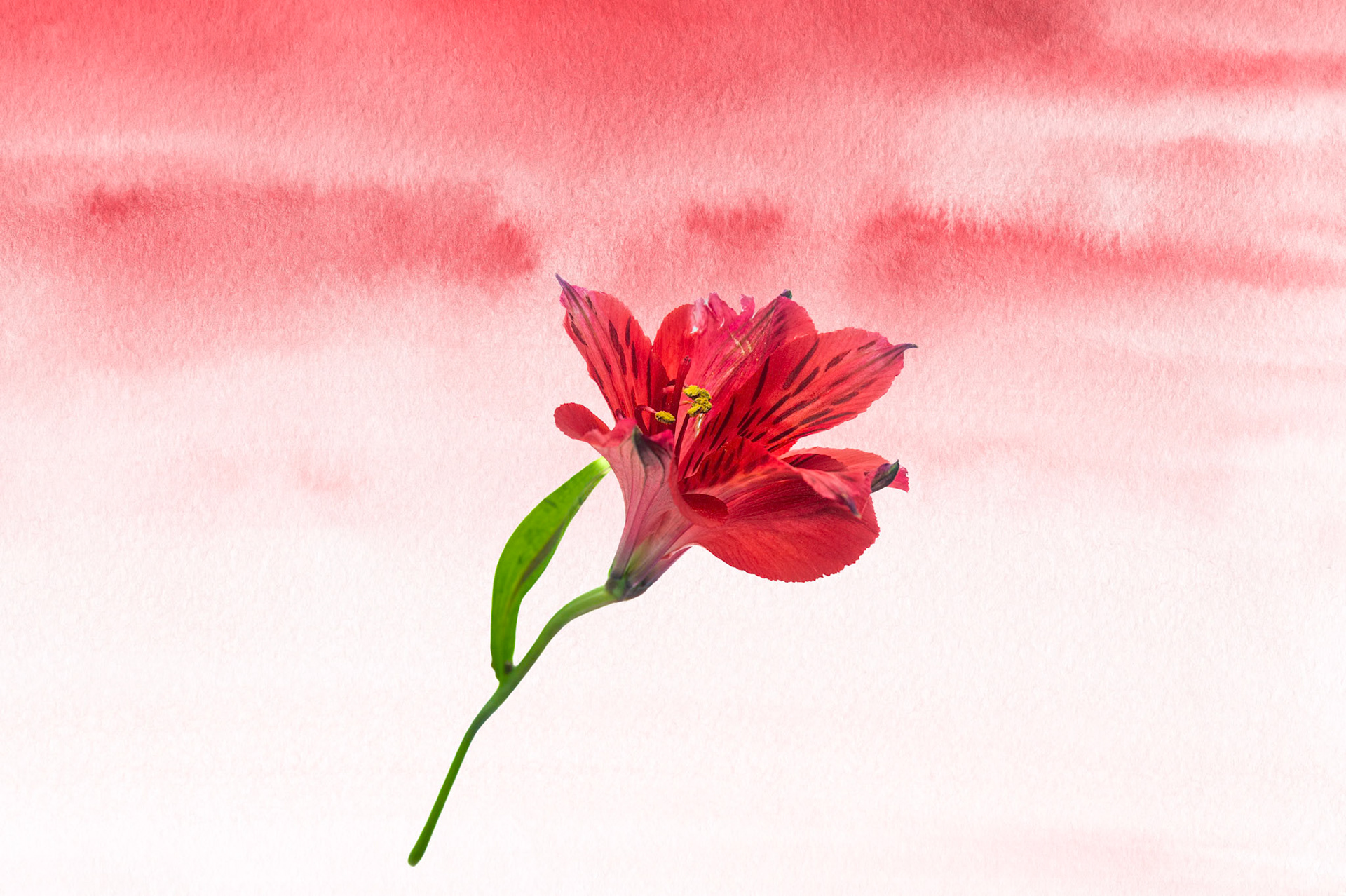 Composite with Peruvian Lily (Lily of the Incas)