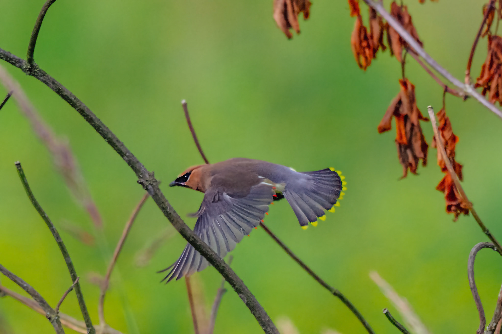 Cedar Waxwing in flight