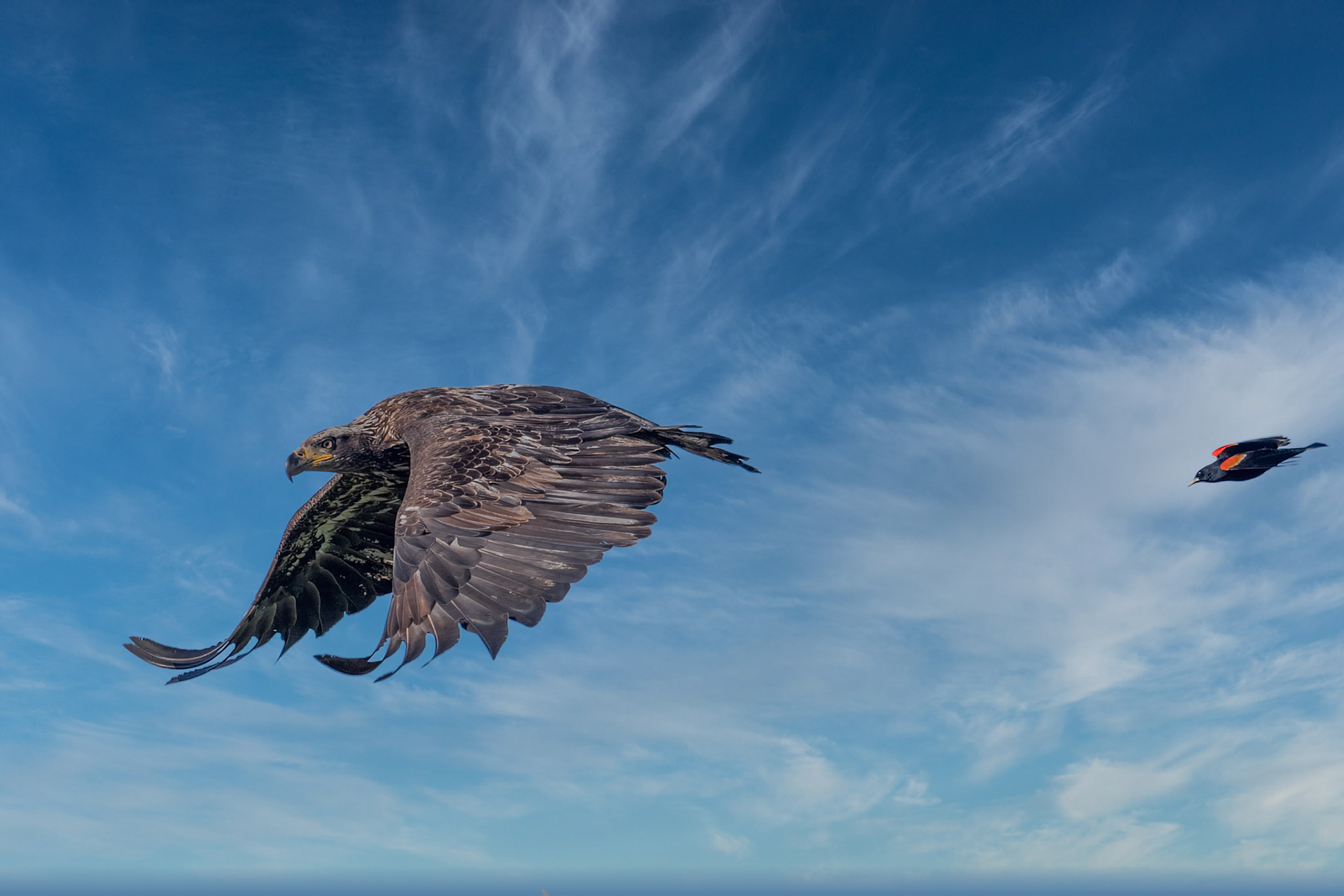 Red Winged Blackbird chasing a bald eagle