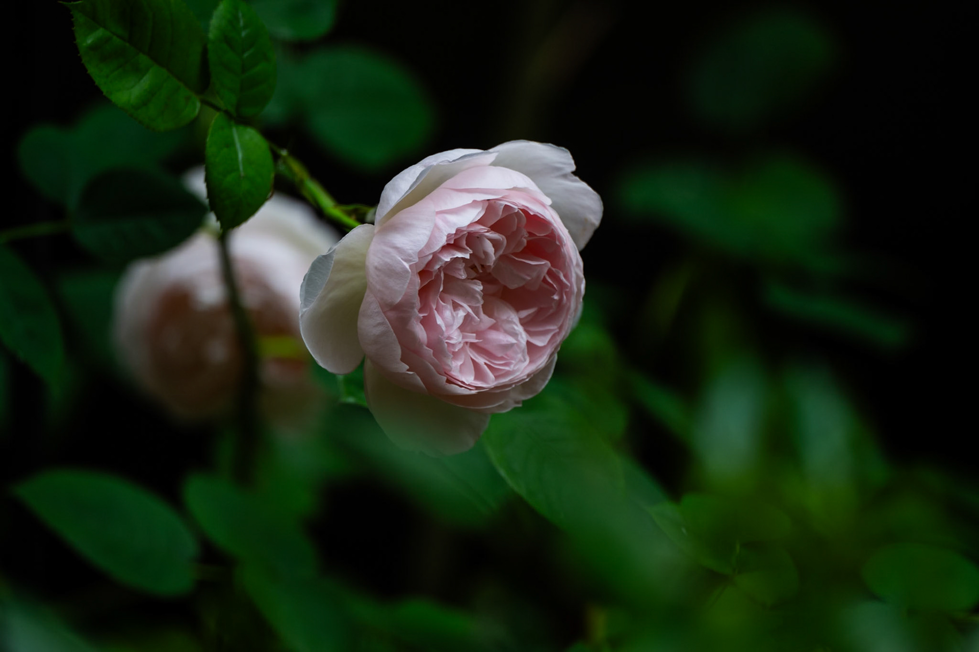 Gentle Germione (Rose)