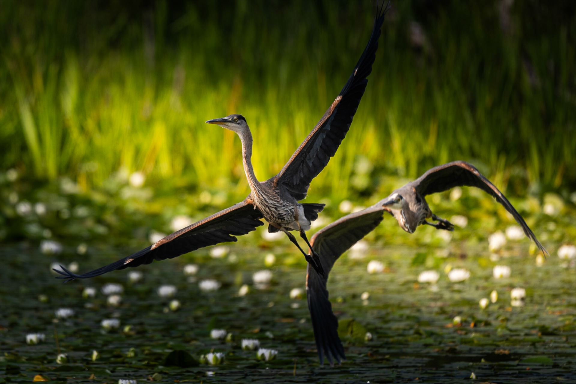 Great Blue Heron in flight