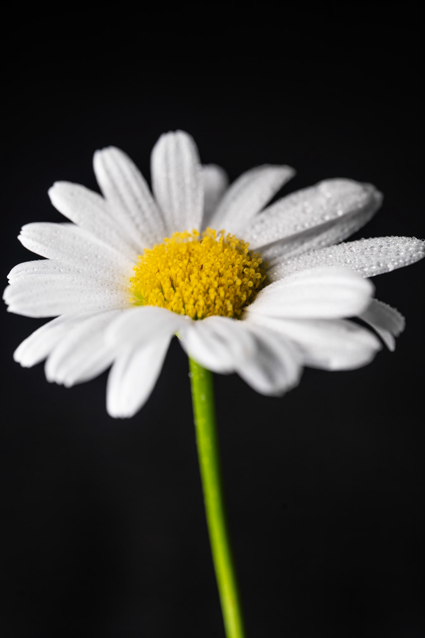 Shasta Daisy