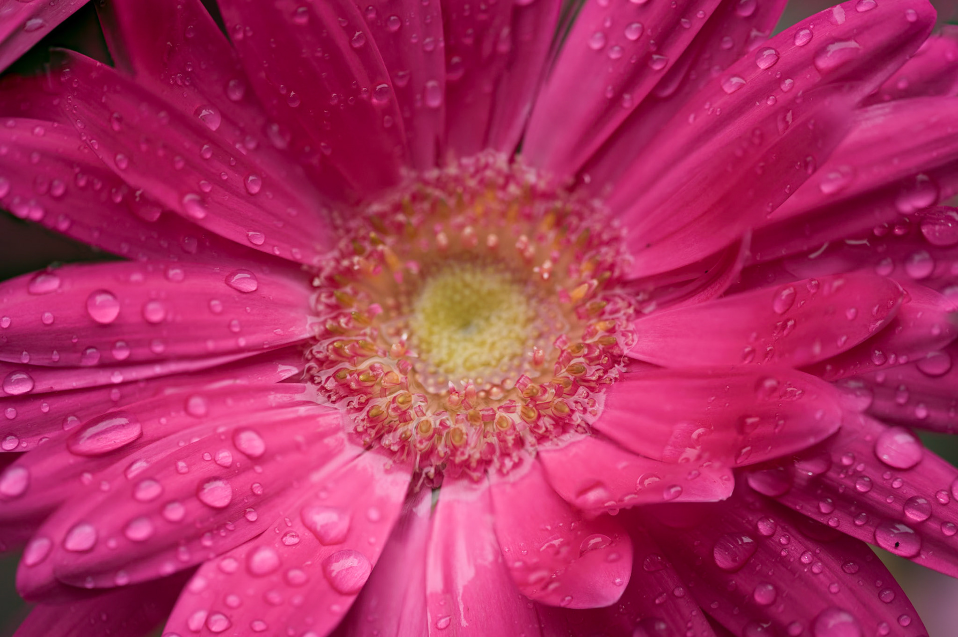 Gerbera Daisies