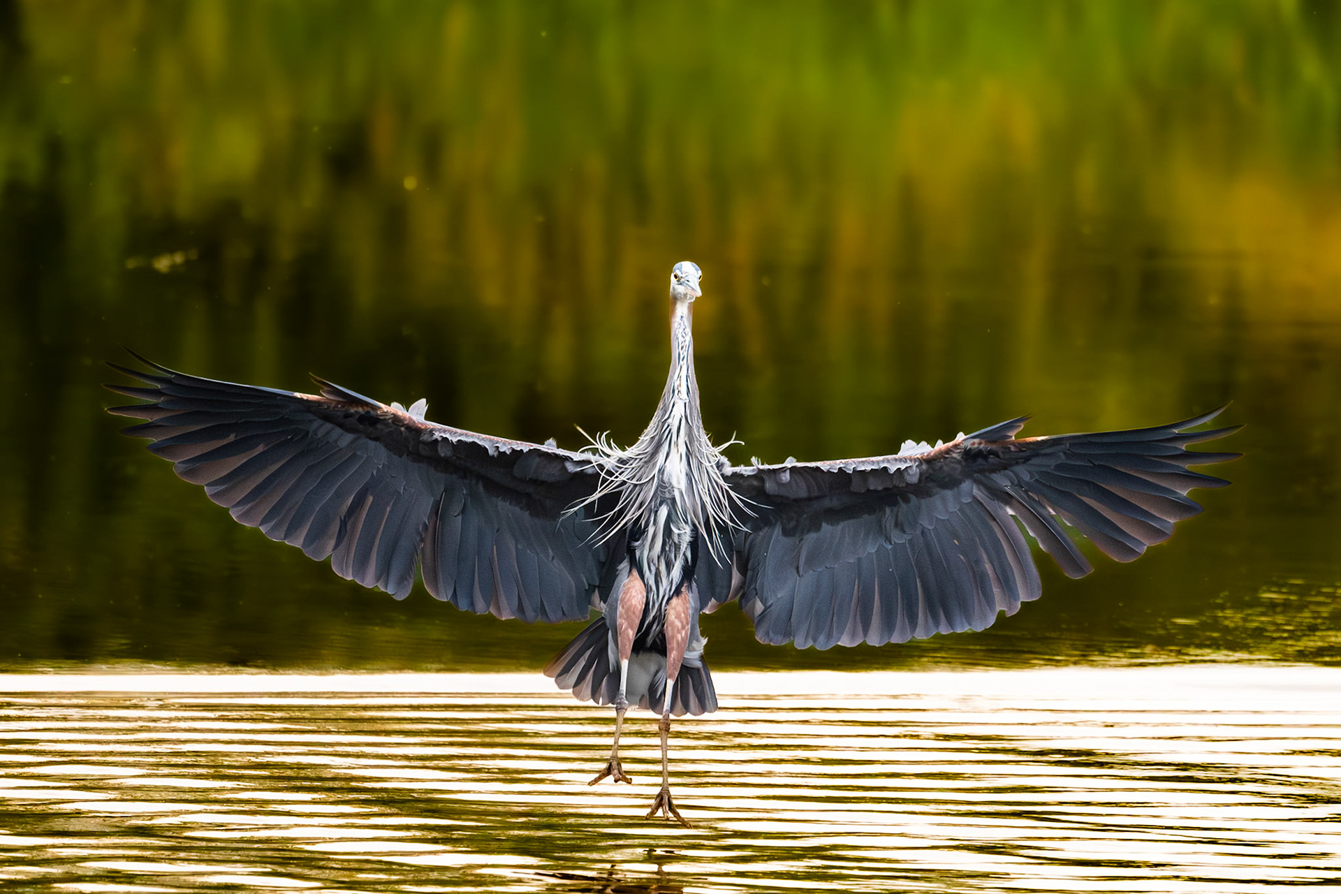 Great Blue Heron