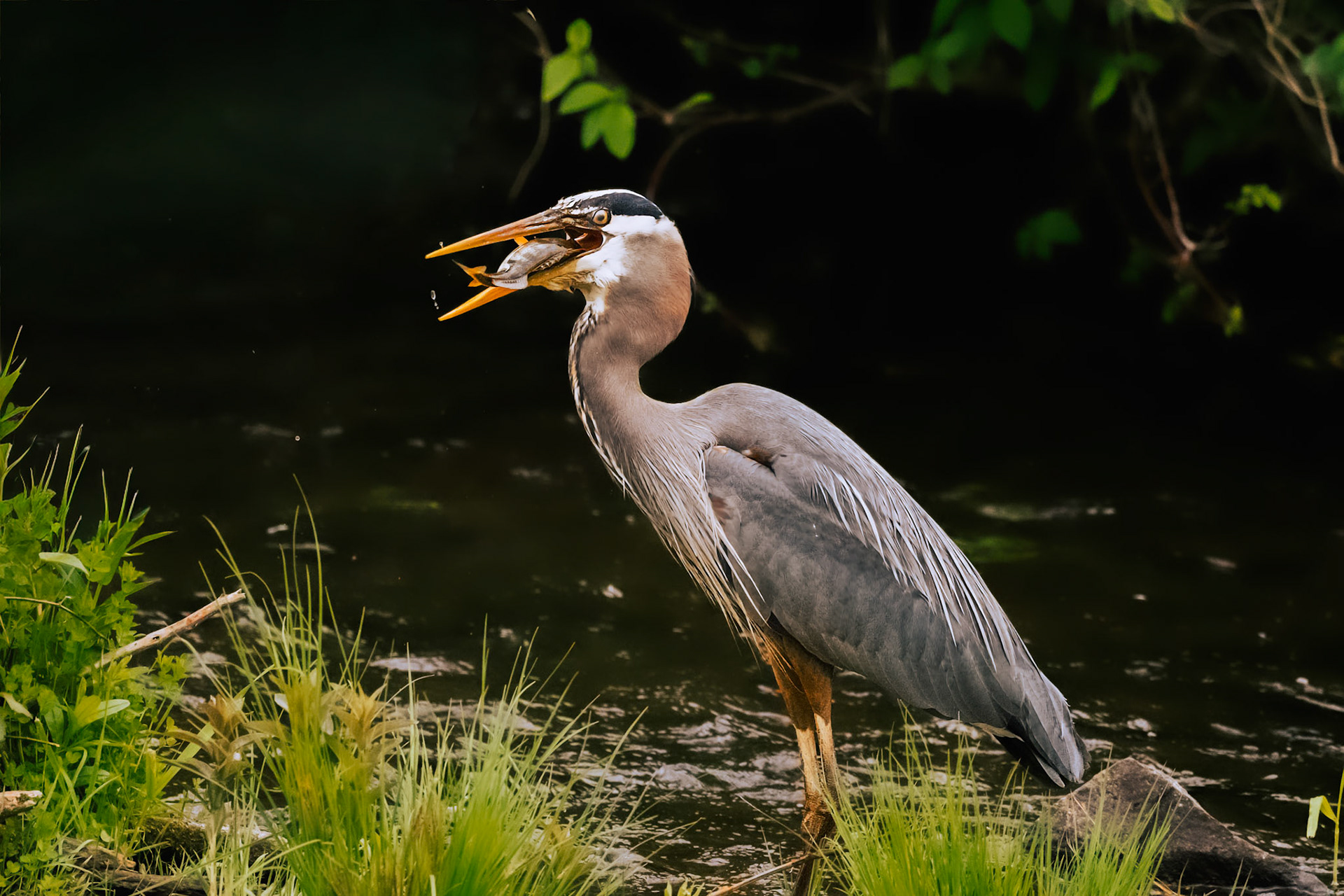 Great Blue Heron with a fish