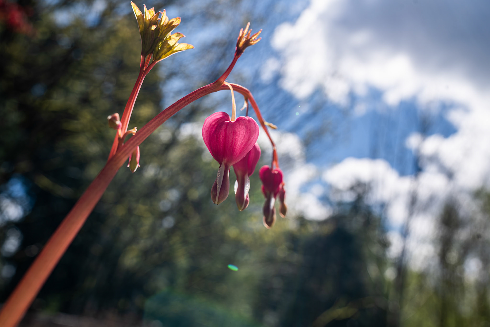 Bleeding Heart