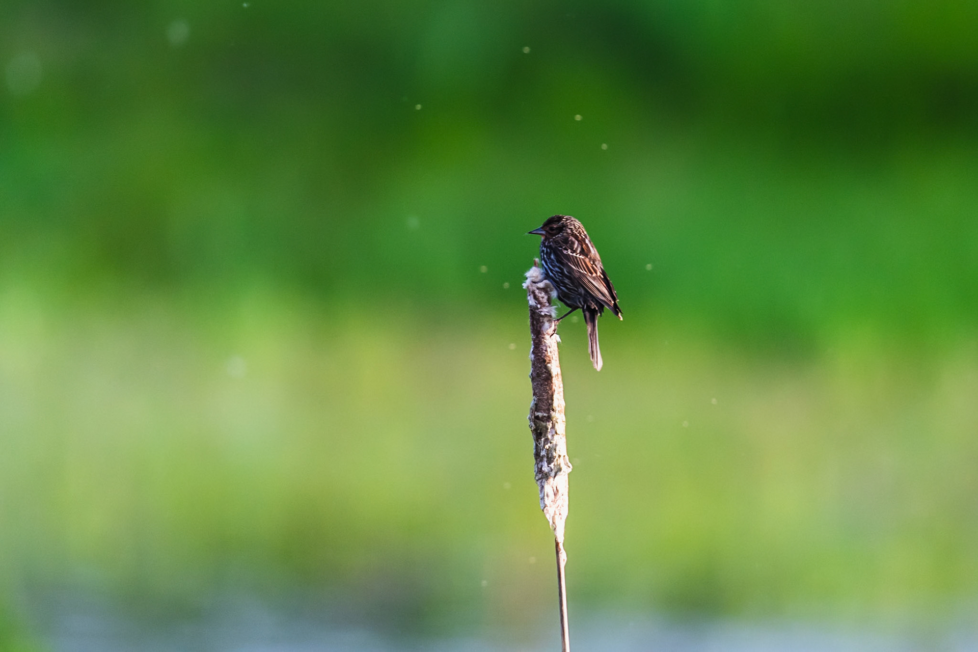 Red Winged Blackbird