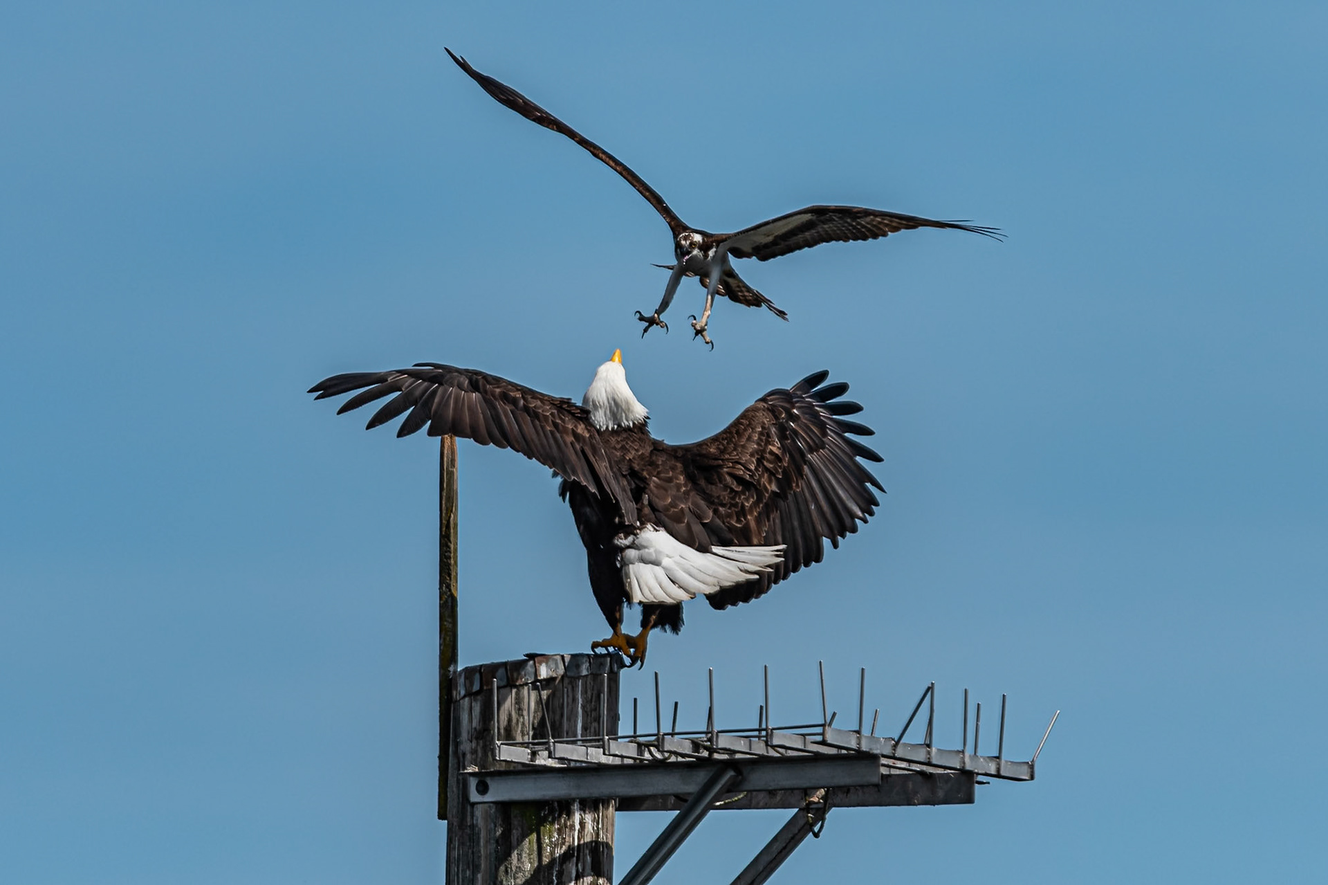 Osprey vs Eagle